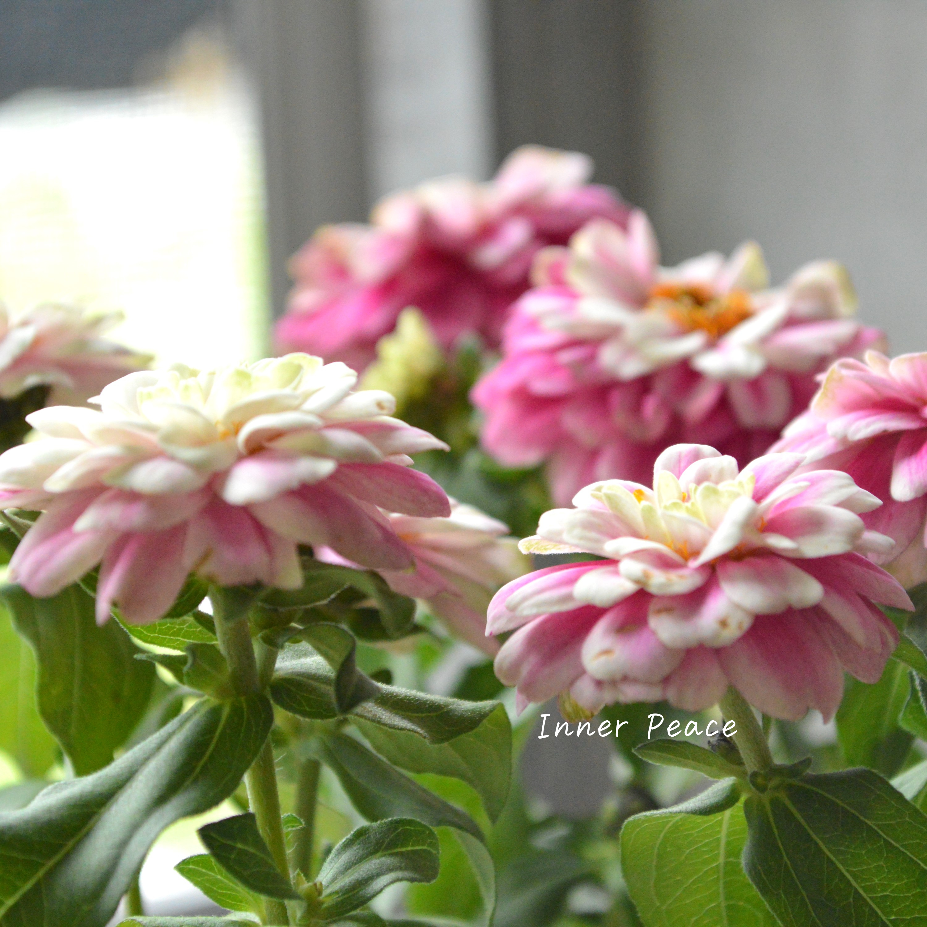 【八重咲き】 ジニア　『ダブルザハラ・ラズベリーリップル』　　3寸POT