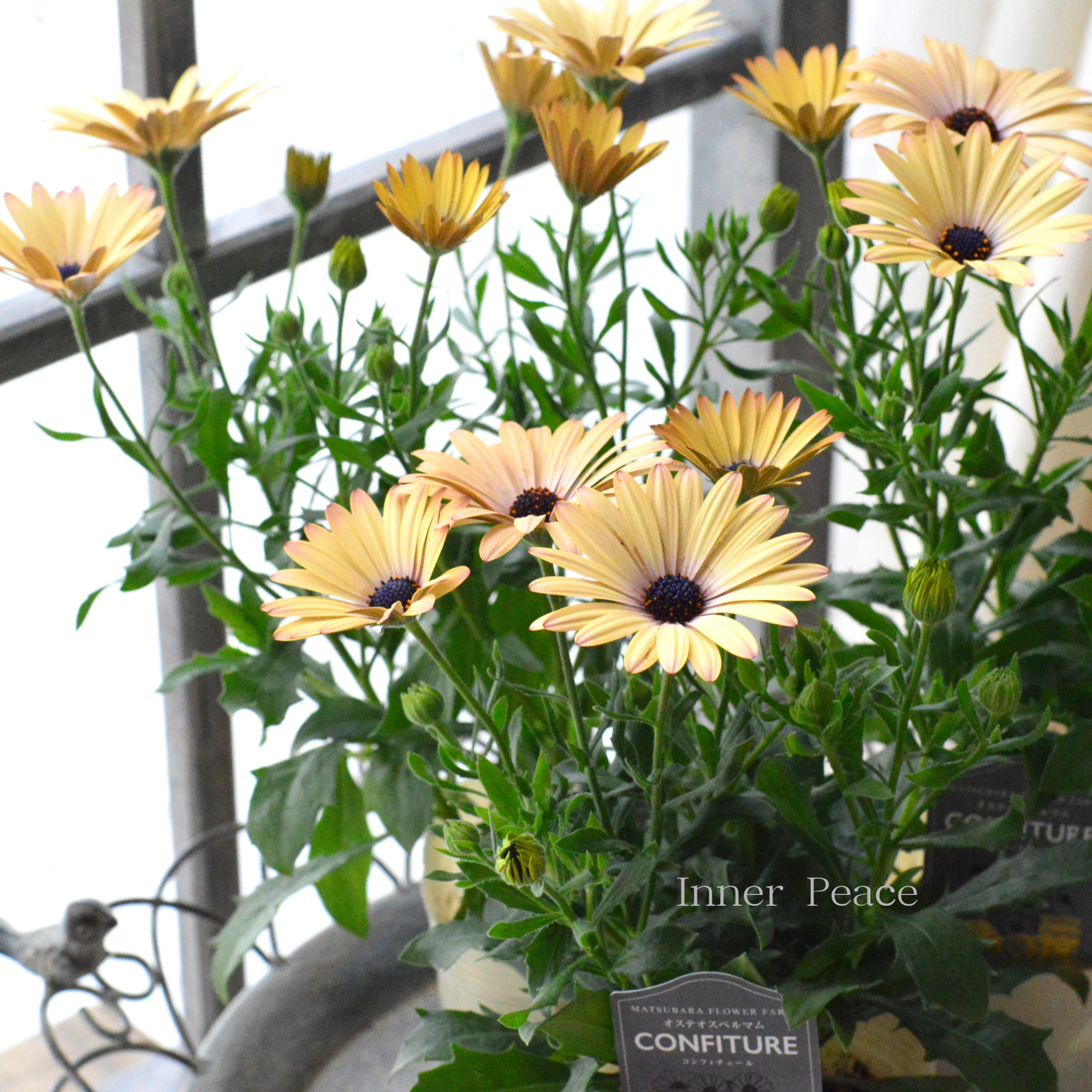 【マツバラフラワーファームさん】 オステオスペルマム　『コンフィチュール・ピーチ』  3寸ロングPOT