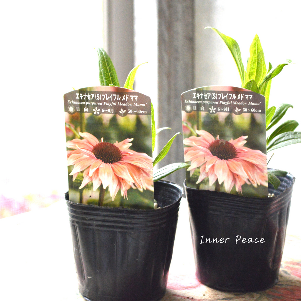 暑さ寒さに強い】 エキナセア 『プレイフル メド ママ』植え込み用 3寸POT