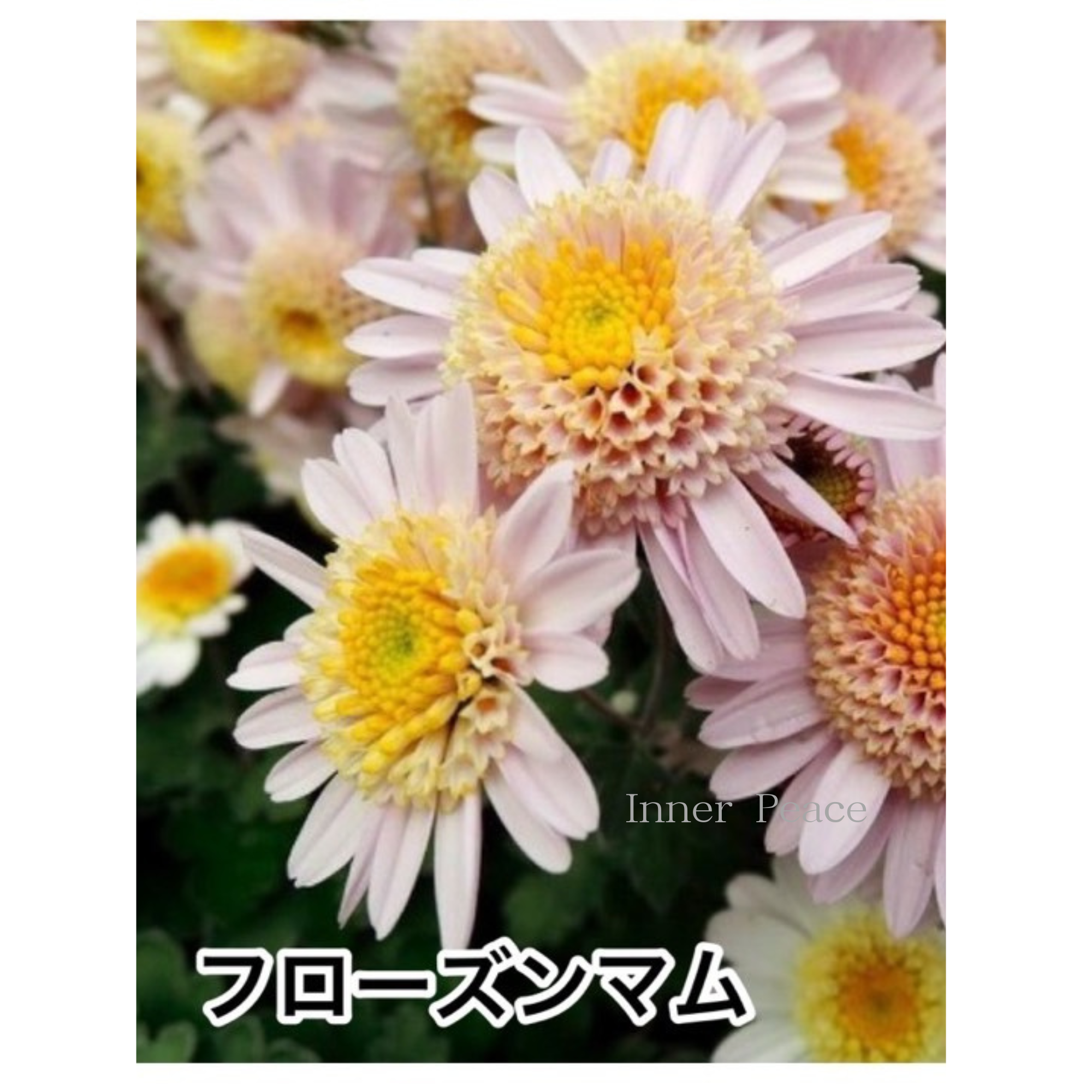 【かわいい】 フローズンマム　『メローピンク』　3.5寸POT