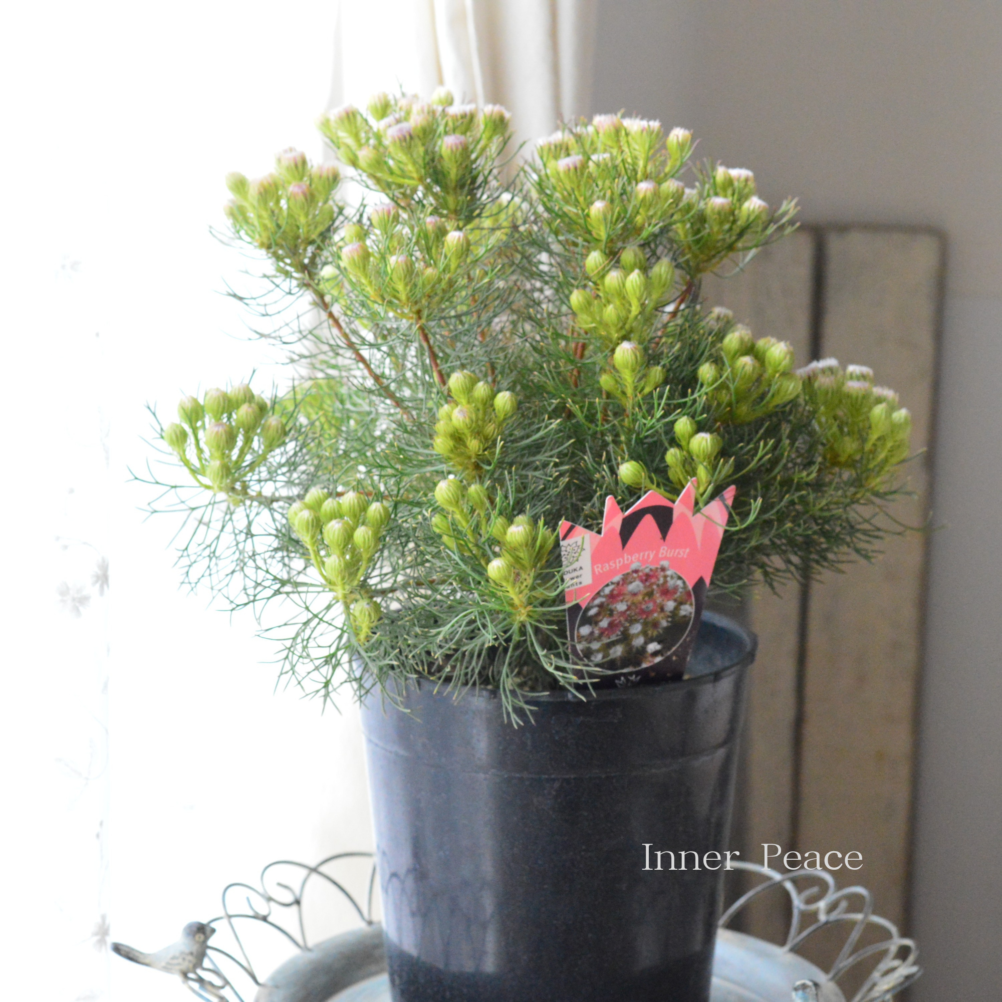 【大苗】 ジョーイセルリア　『ラズベリーバースト』　７号鉢