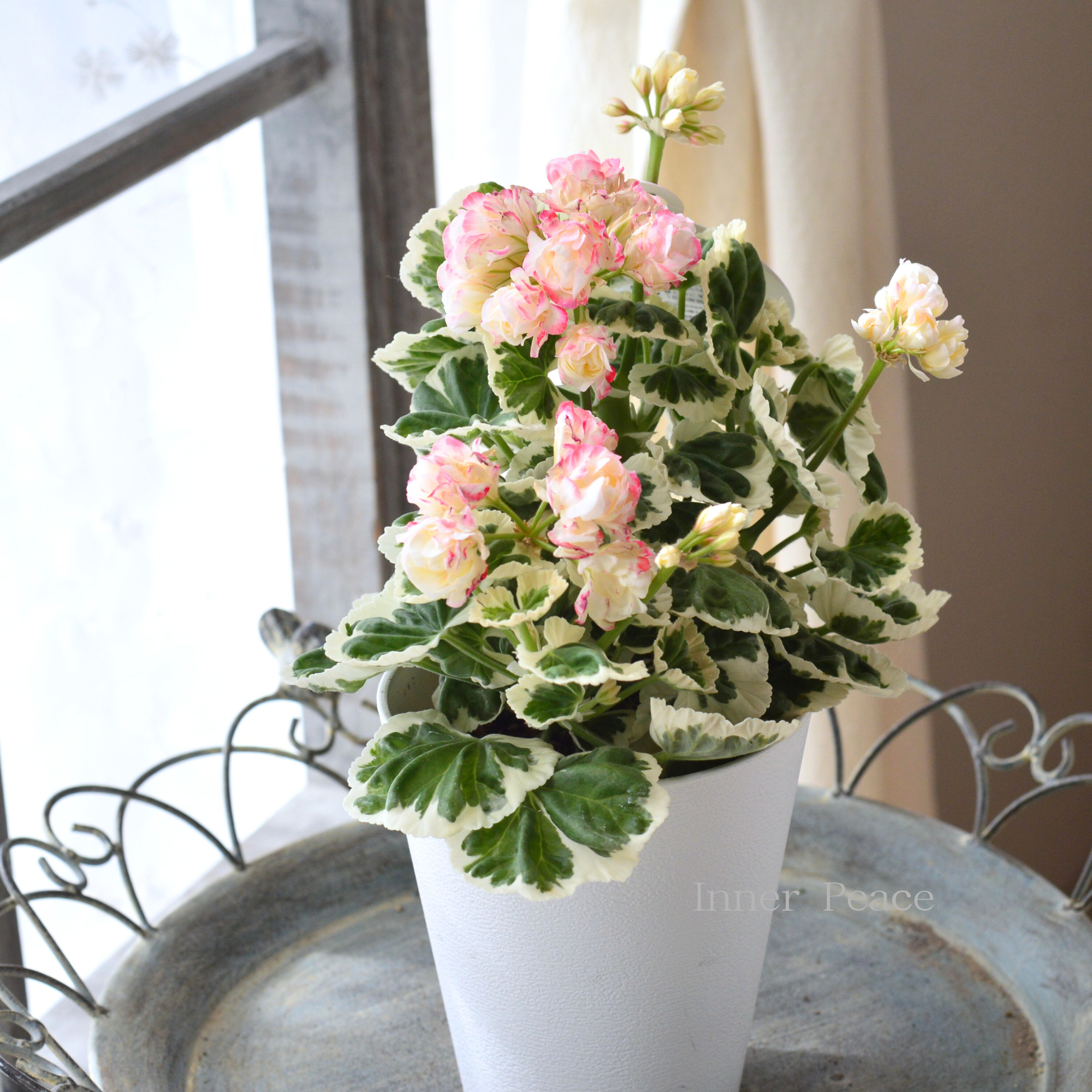 【美しい】 ゼラニウム・アップルブロッサム　『ホワイトウエディング』　４号鉢