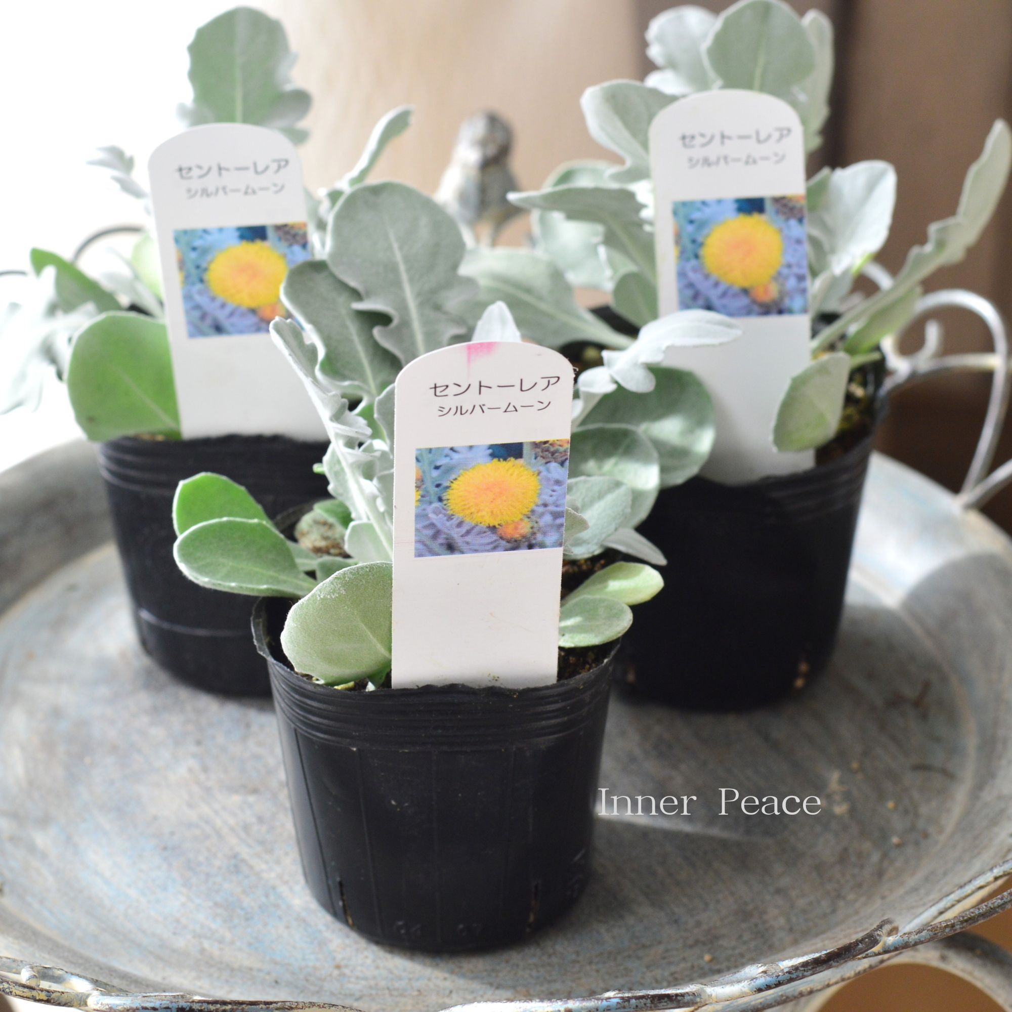 【暑さ寒さに強い】 セントーレア（矢車草）『シルバームーン』　　3寸POT