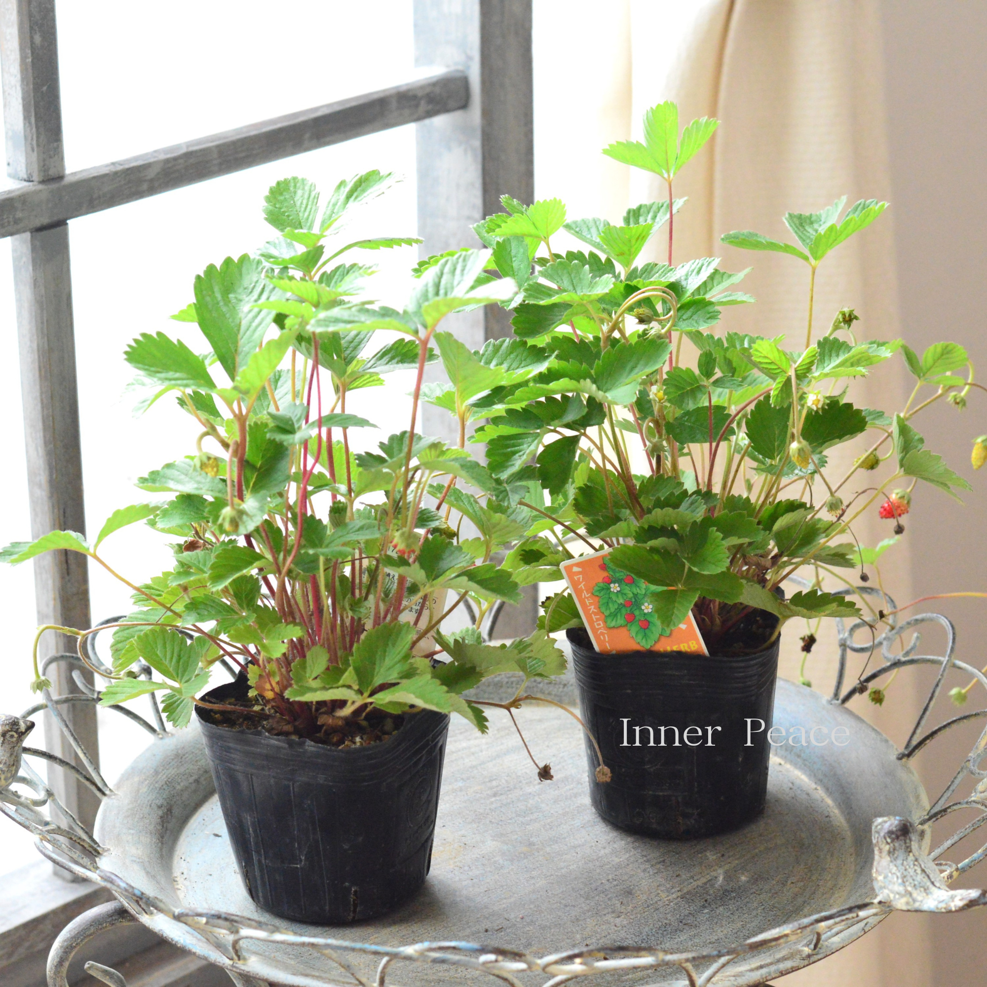【寄せ植えに】 ワイルドストロベリー　3寸POT