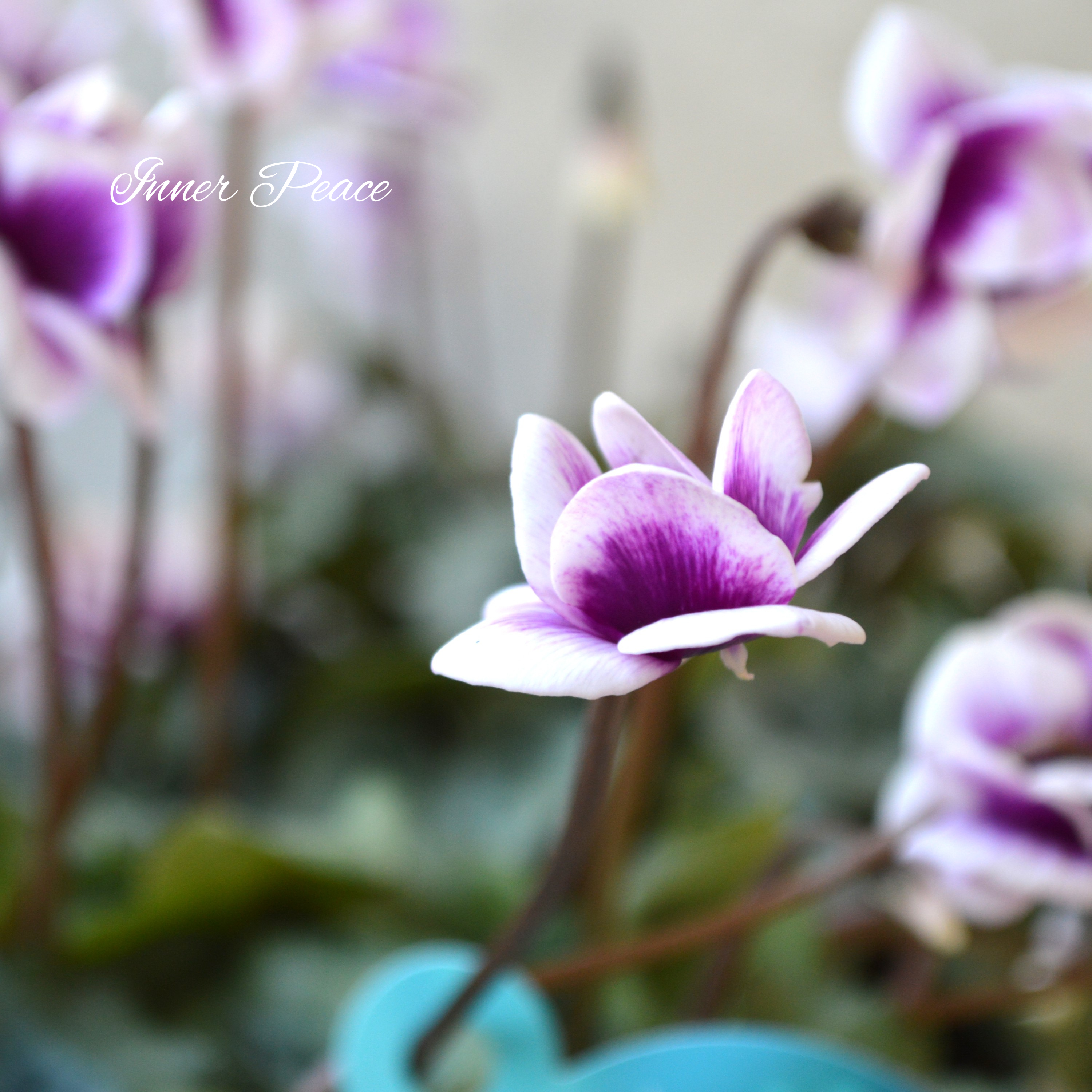 【美しい】 八重咲きミニシクラメン　フェアリーピコ　ブルー『花色B』　3.5寸POT