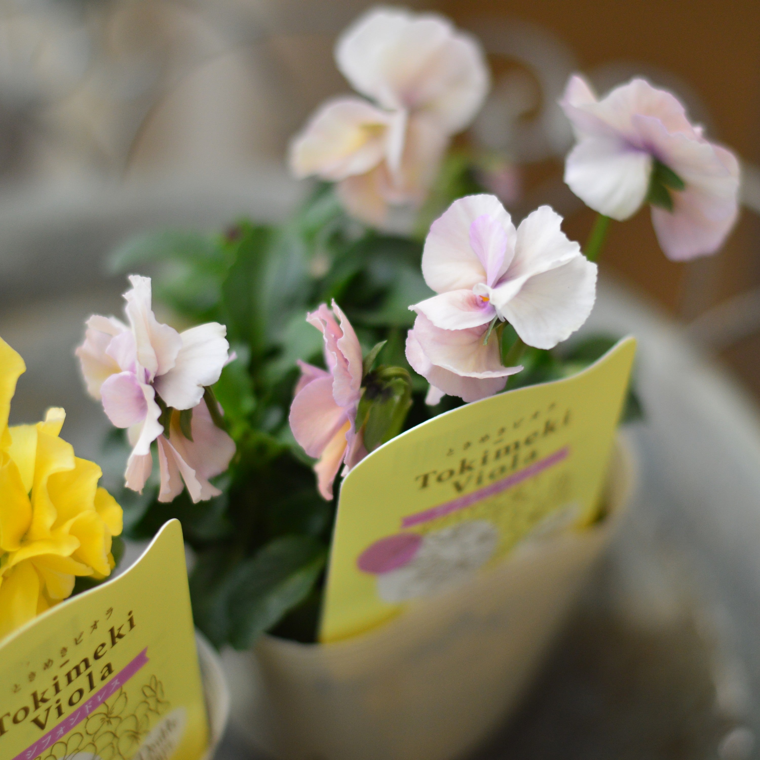 【奥田園芸さん】 ときめきビオラ　『シフォンドレス』　3.5寸POT