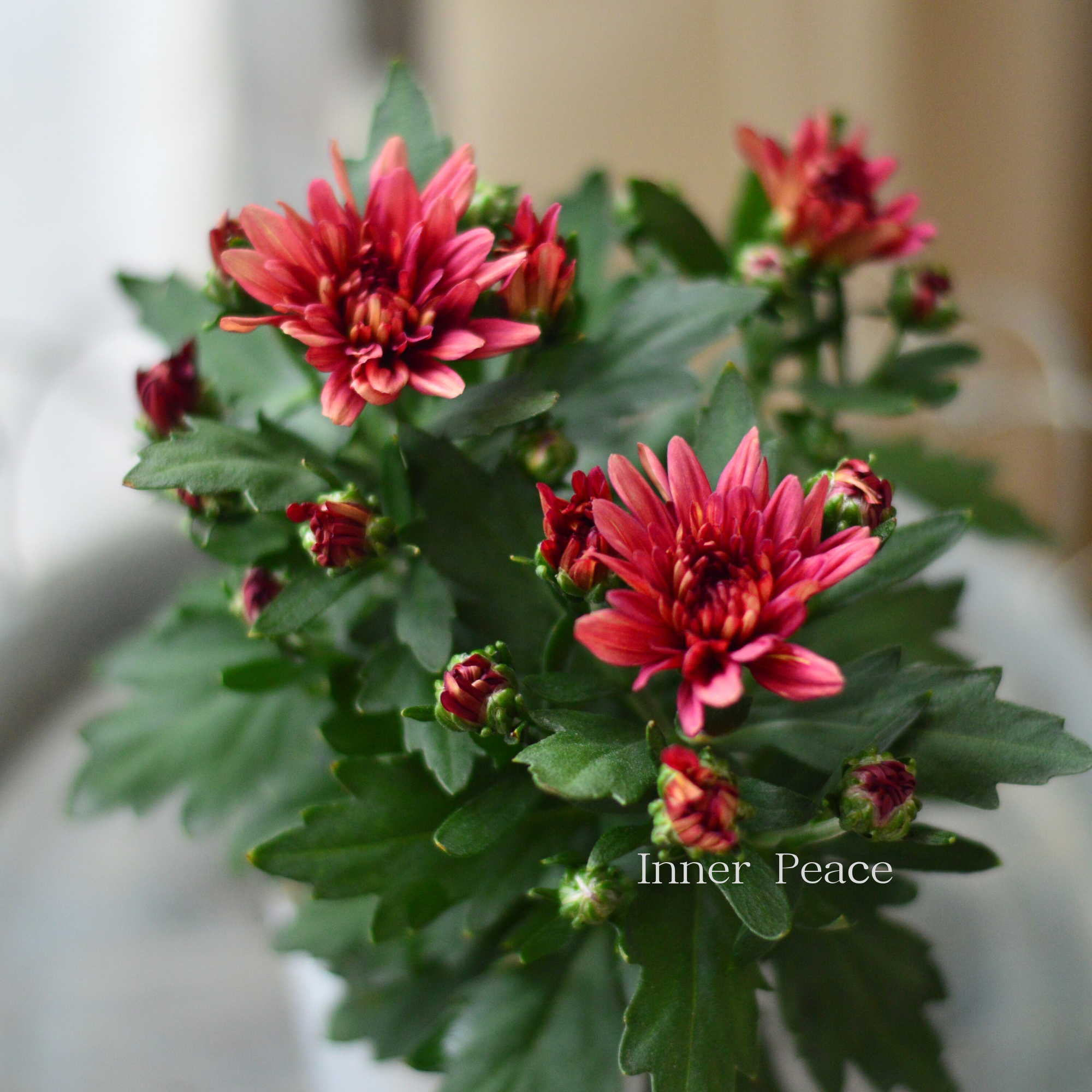 【秋の花】 カクテルマム 『クリスタル・レッド系』　　3寸ロングPOT