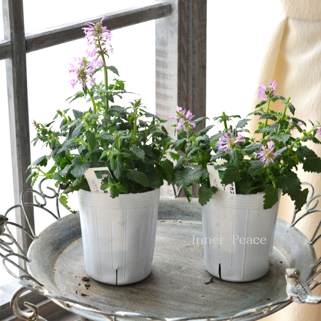 良い香り】 アガスターシェ 『ローズミント』 3寸ロングPOT