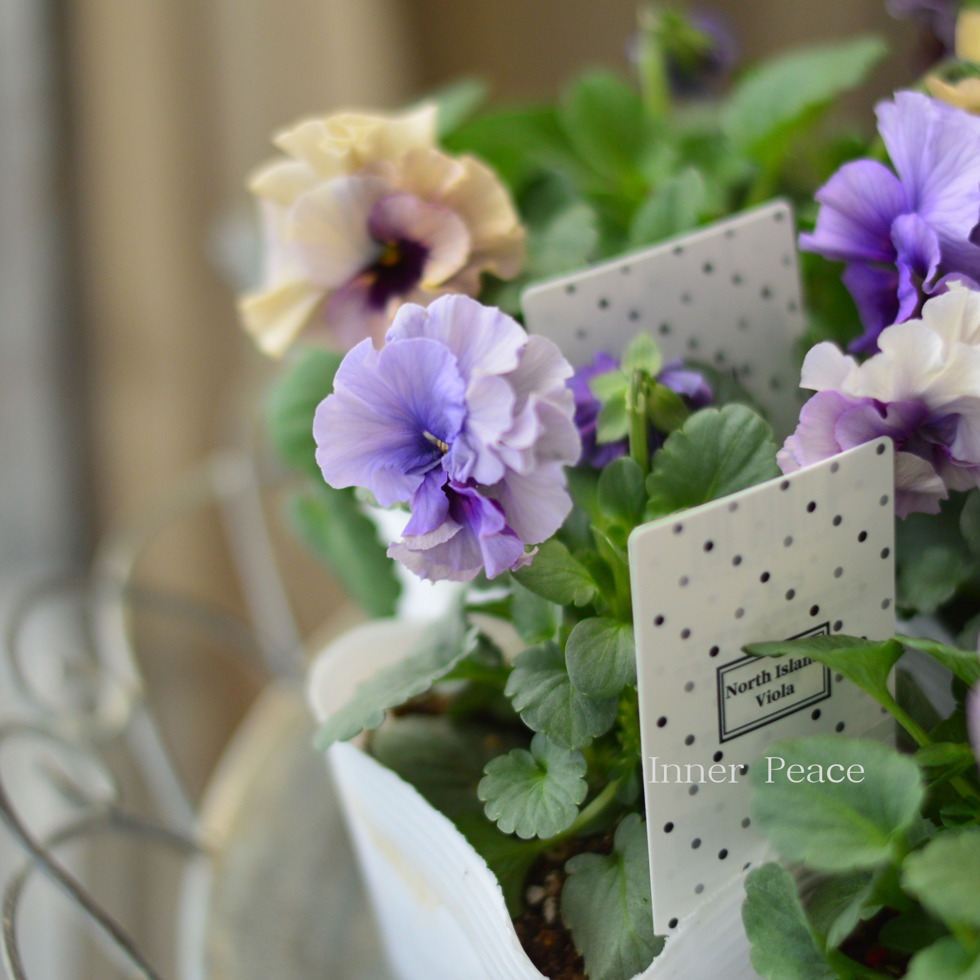 八重咲き】 北島園芸さんのビオラ 『ふんわりフリル』 3.5寸POT