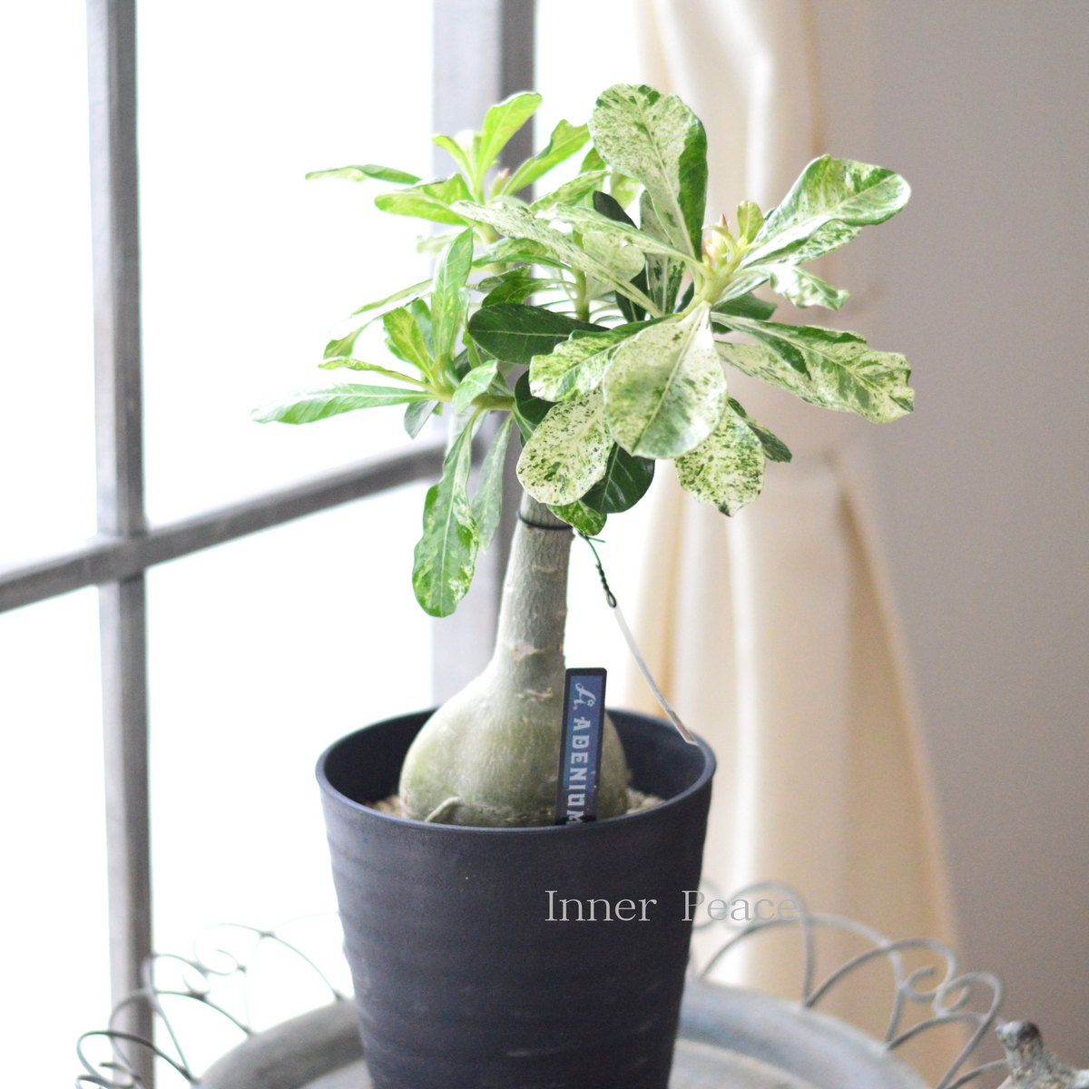 b9dddf21785dbb5937890591292784