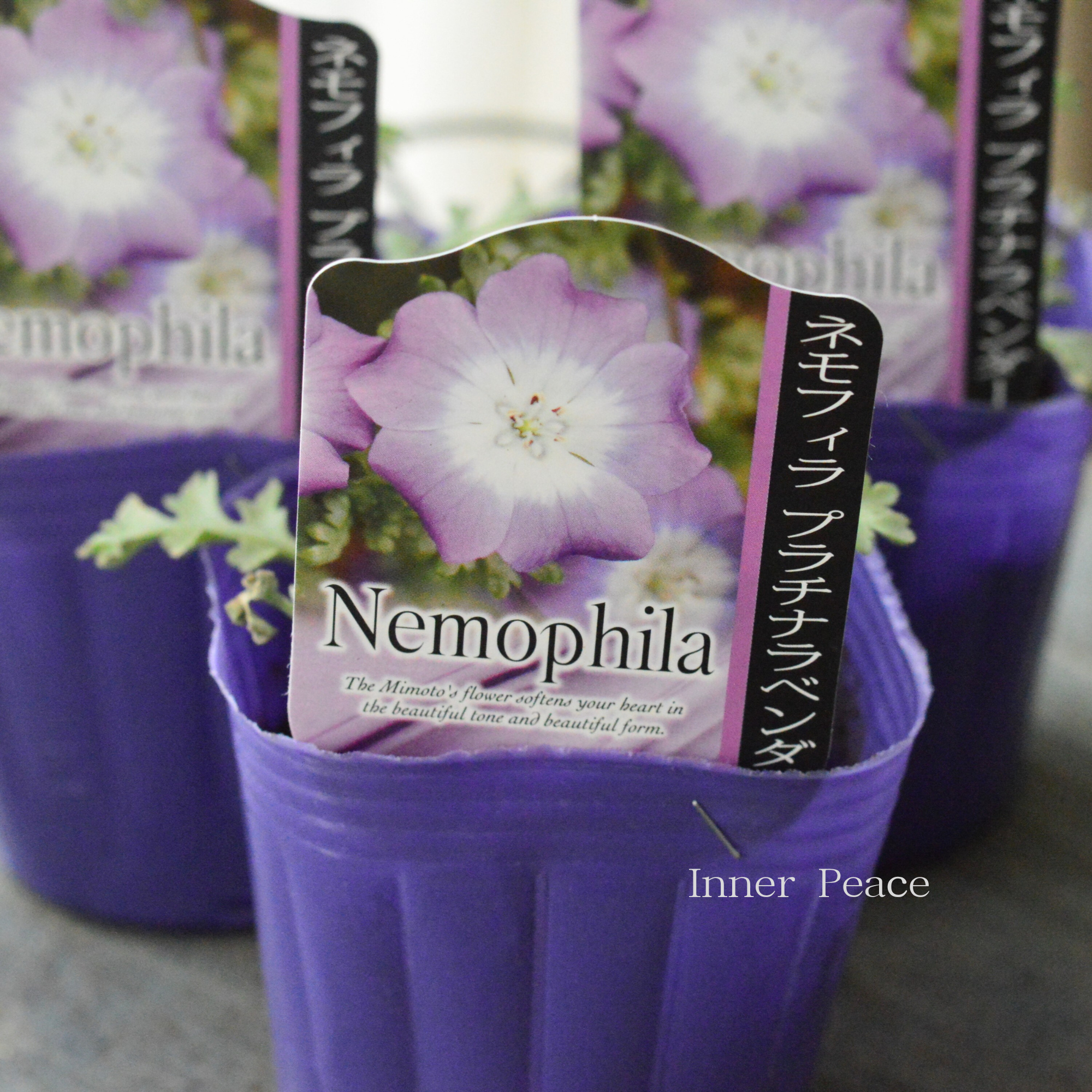 【見元園芸さん】 ネモフィラ　『プラチナラベンダー』　植え込み用　　3寸POT