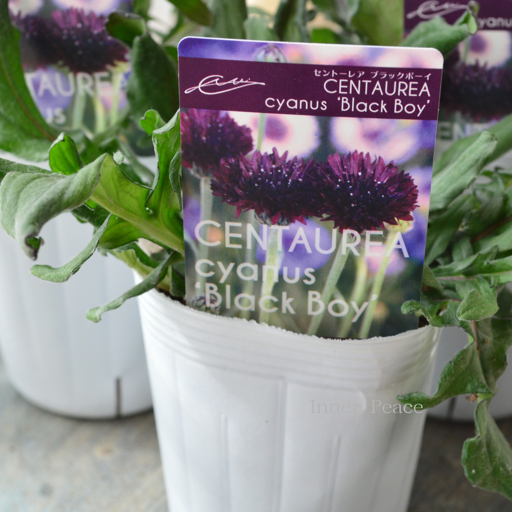 【寒さに強い】 セントーレア（矢車草） 『ブラックボーイ』植え込み用　3寸POT