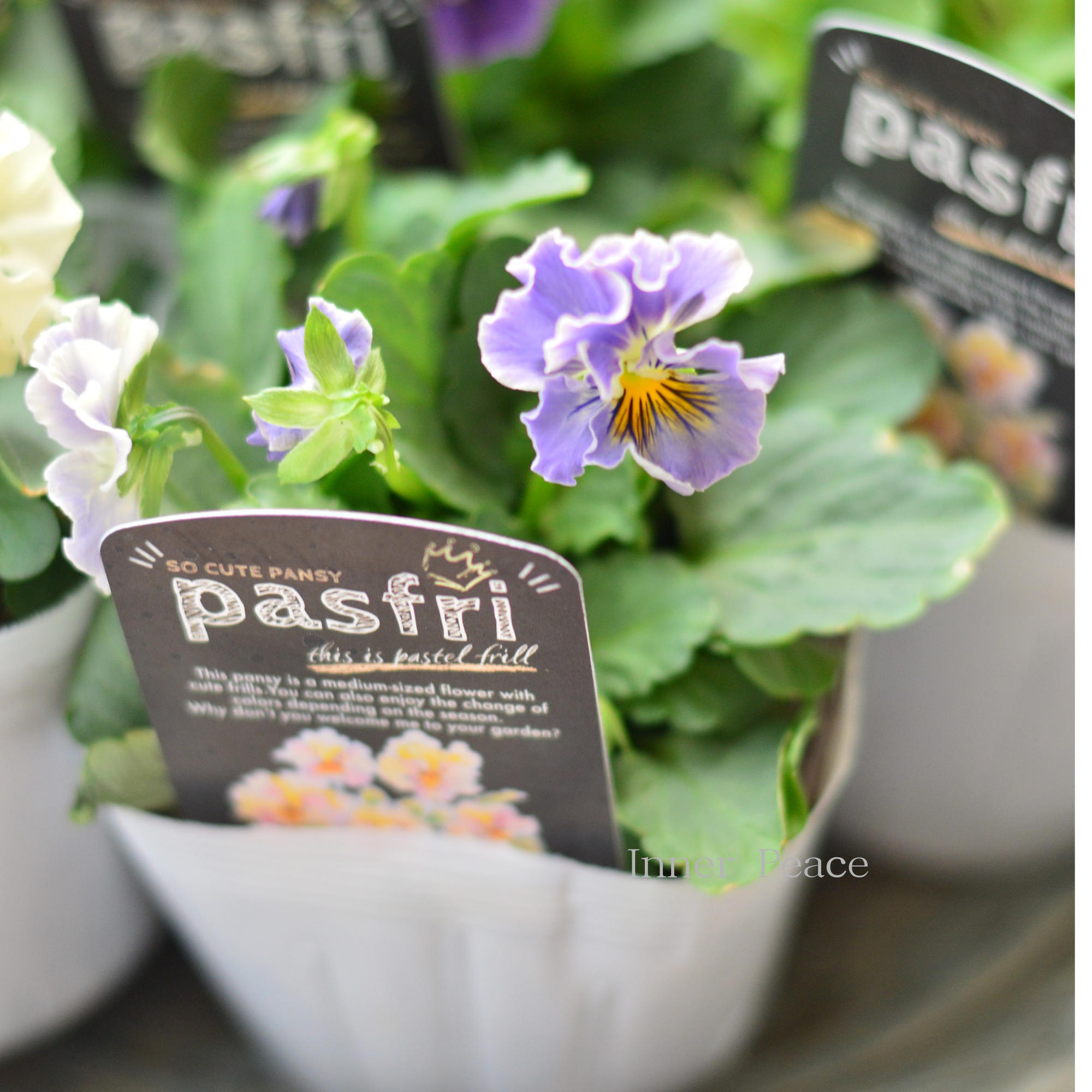 【桂楓園さんオリジナル】 パンジー　『pasfri  ～パスフリ～』   3.5寸POT