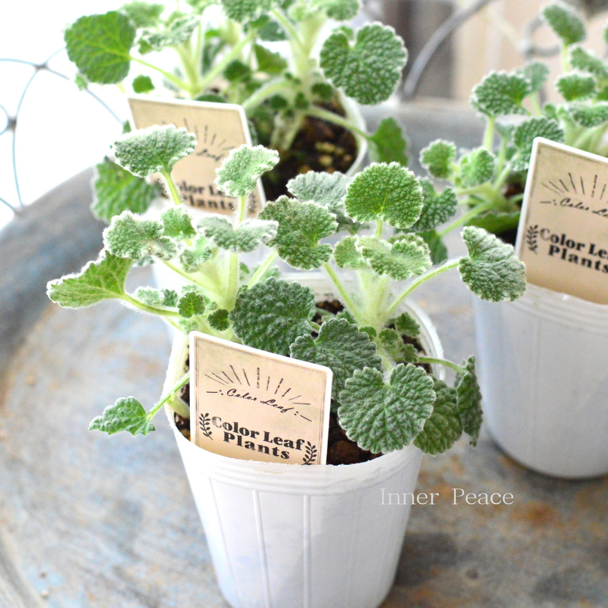 【かわいい】 マルビウム　　2.5寸POT