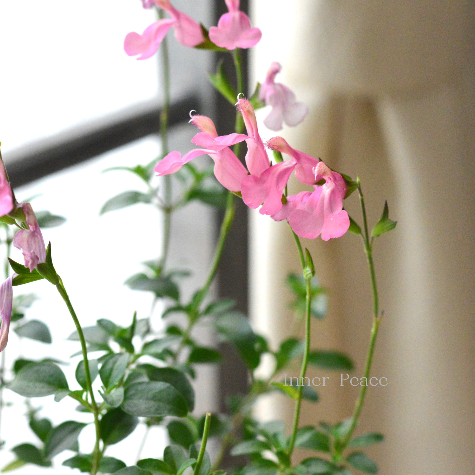 【宿根】 サルビア（チェリーセージ） 『ラ・シエスタ』　　3.5寸POT