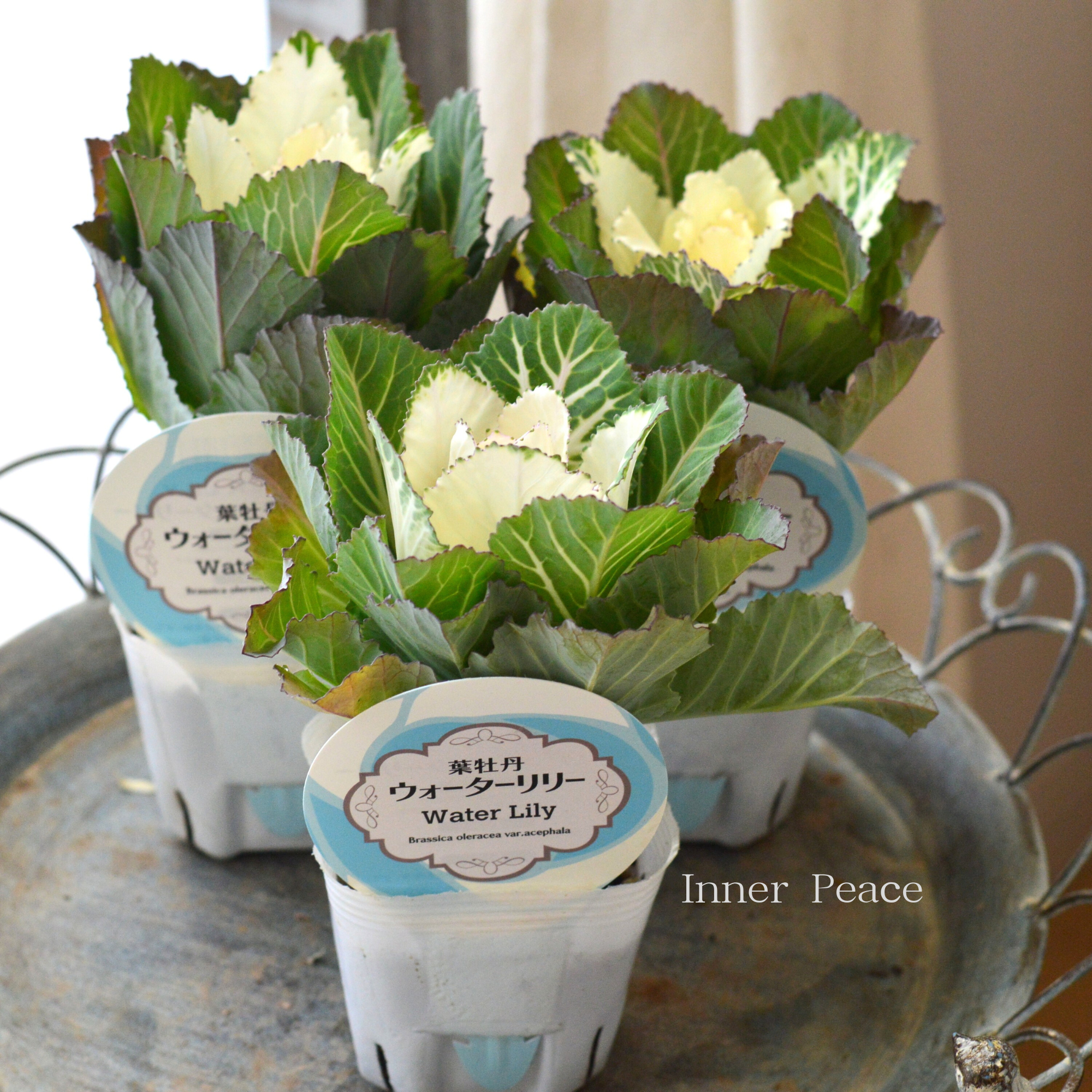 【美しい】 葉牡丹　『ウォーターリリー・白』  　3寸POT