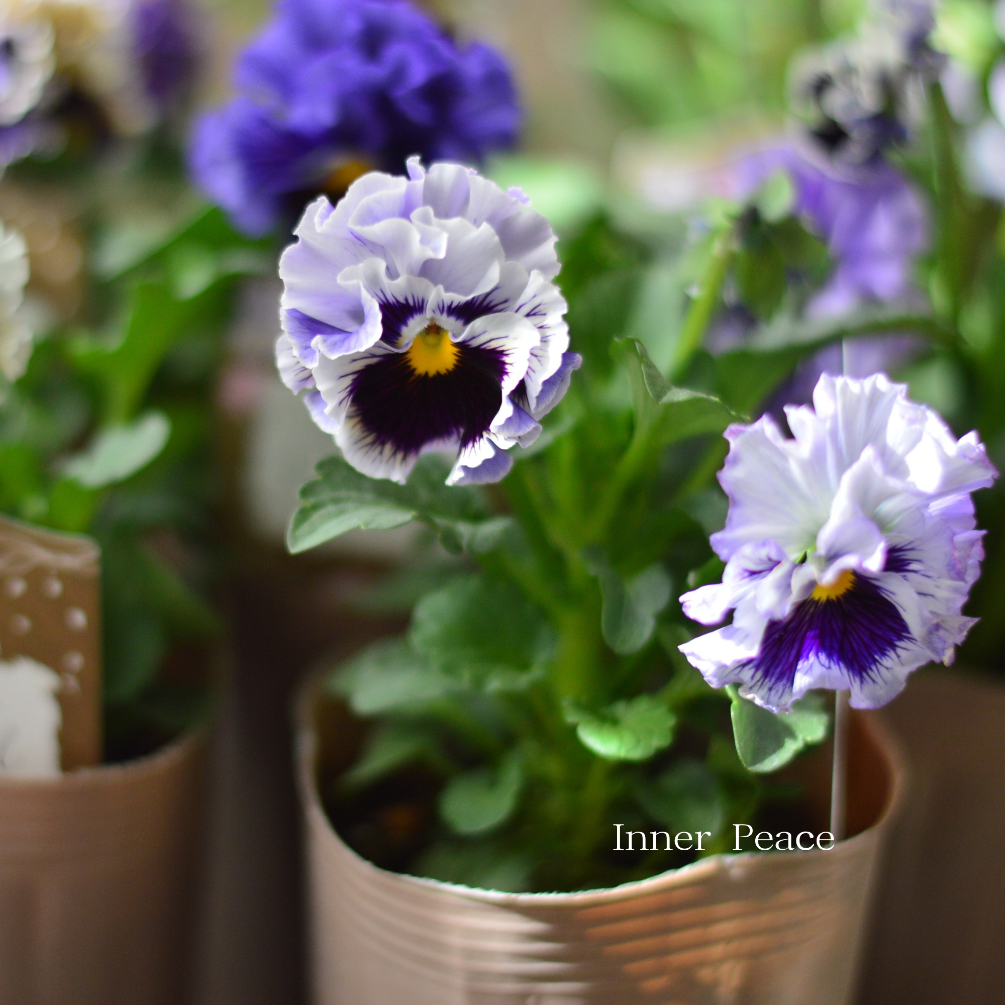 【素敵】 パンジー　『コライユ・ブルー系』　　3寸ロングPOT