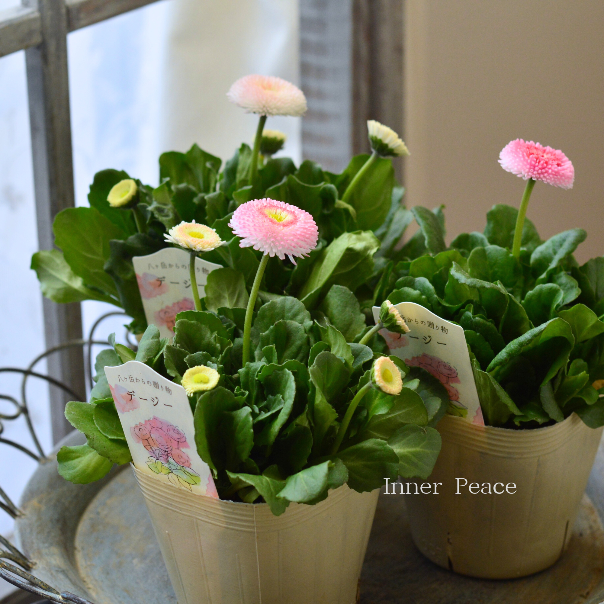 【かわいい】 チロリアンデージー　『ストロベリー＆クリーム』　　3.5寸POT