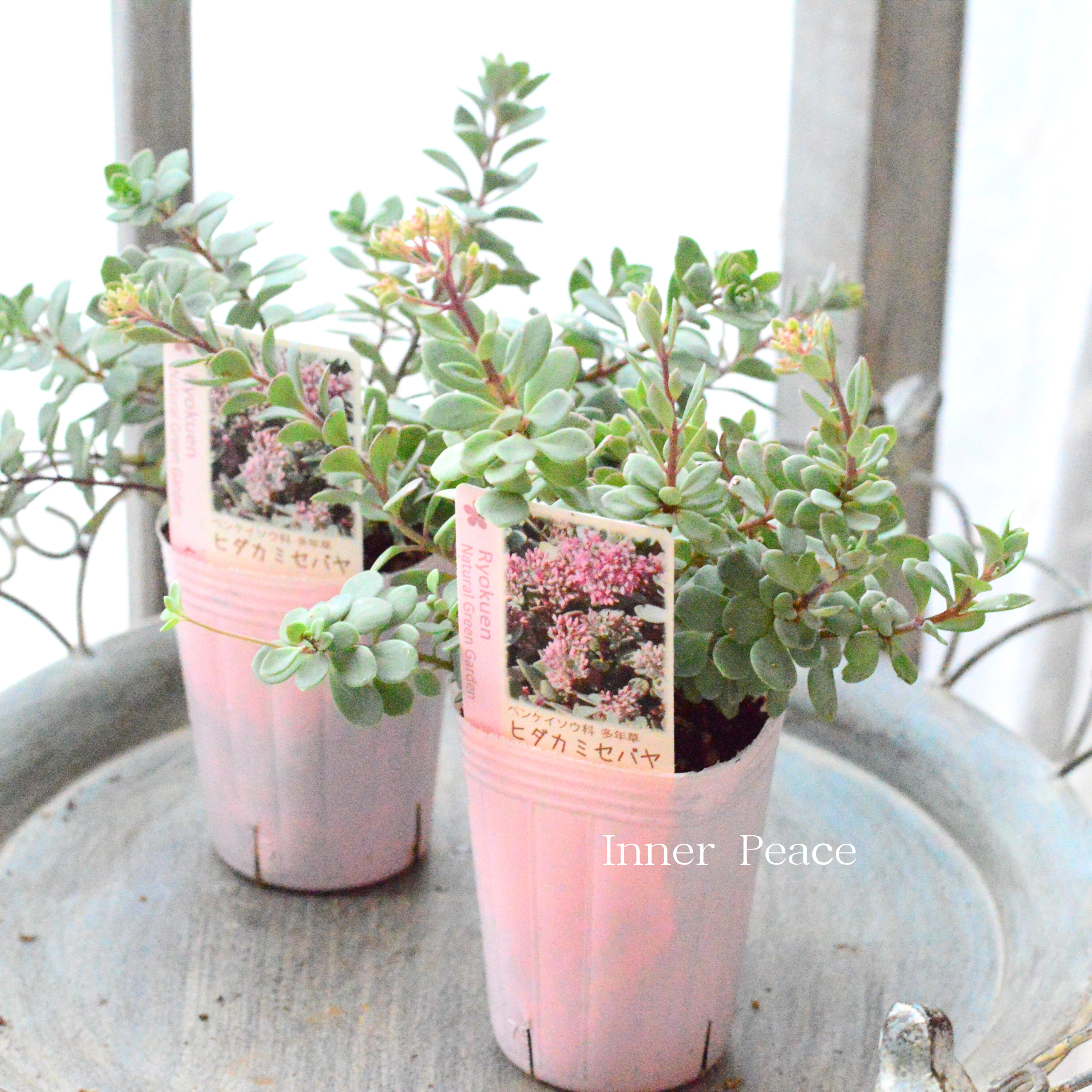 【寒さに強い】ヒダカミセバヤ　　2.5寸POT