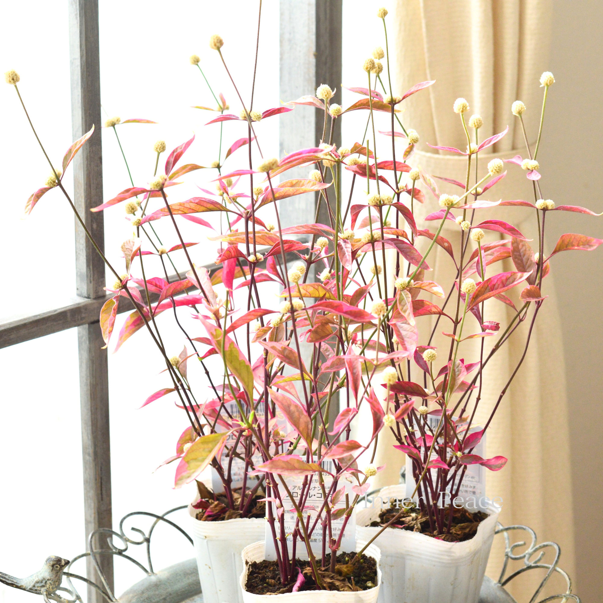 【寄せ植えに】 アルテルナンテラ　『フロール・コタキ』　3寸POT