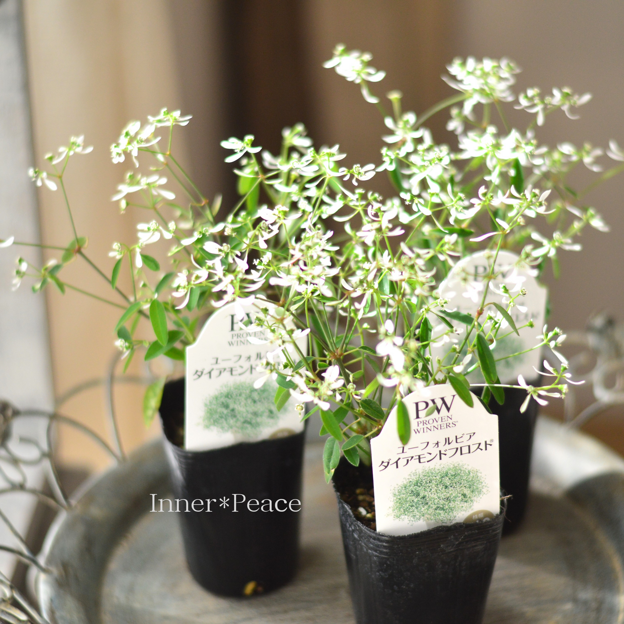 暑さに強い】 ユーフォルビア 『ダイアモンドフロスト』 2.5寸～3寸POT