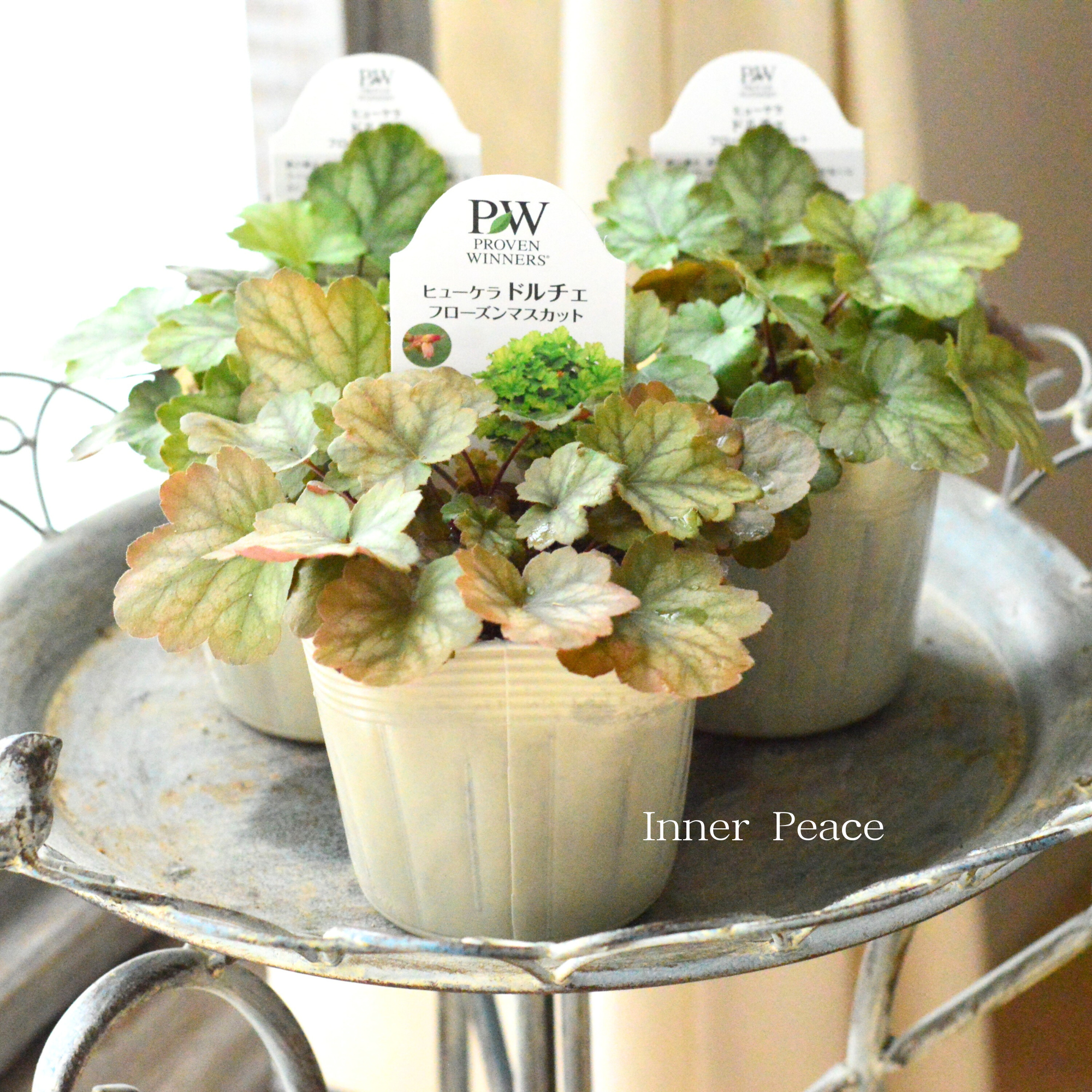 【PW】 ヒューケラ ドルチェ　『フローズンマスカット』　3.5寸POT