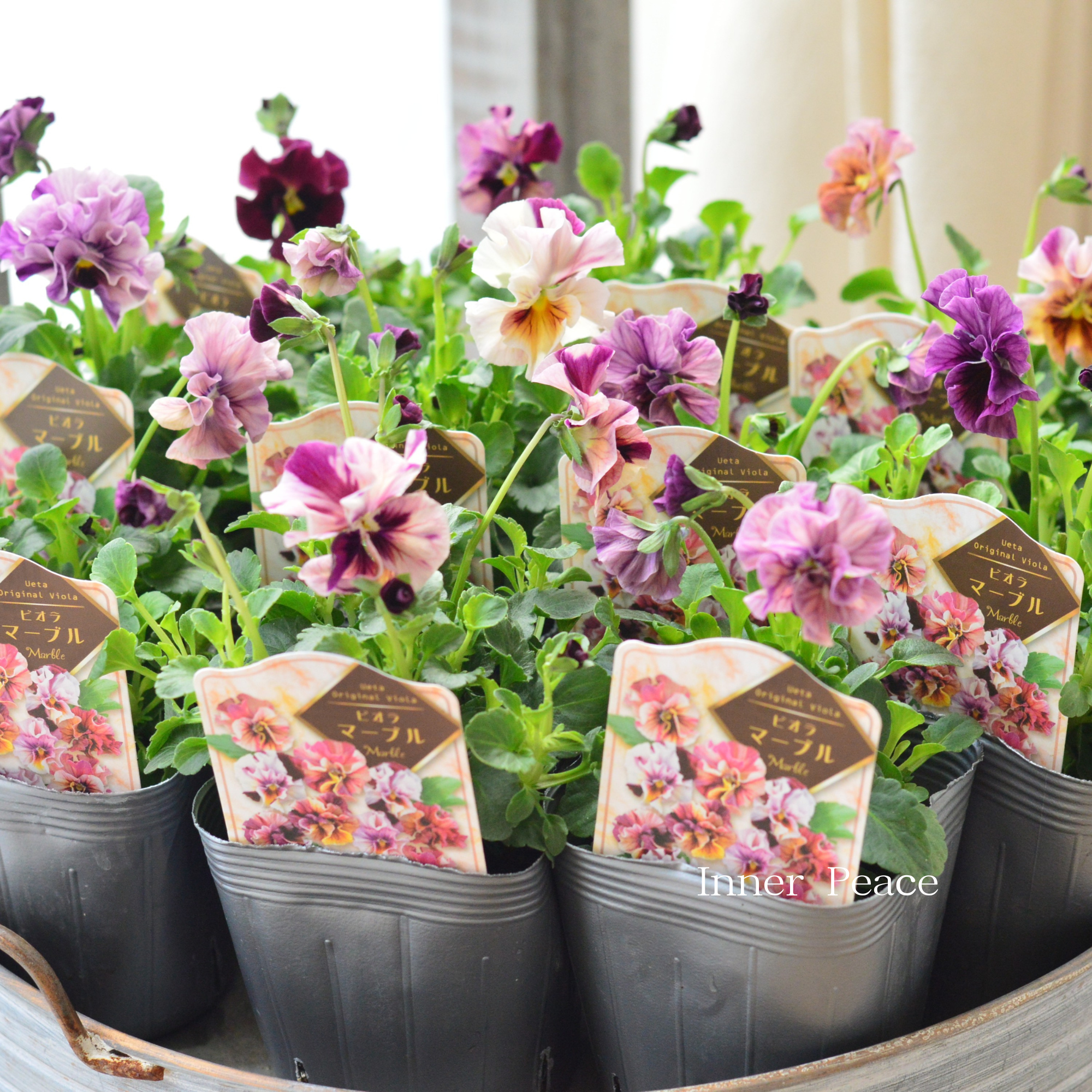 【うえたさん育種】 ビオラ 『マーブル』　3.5寸POT