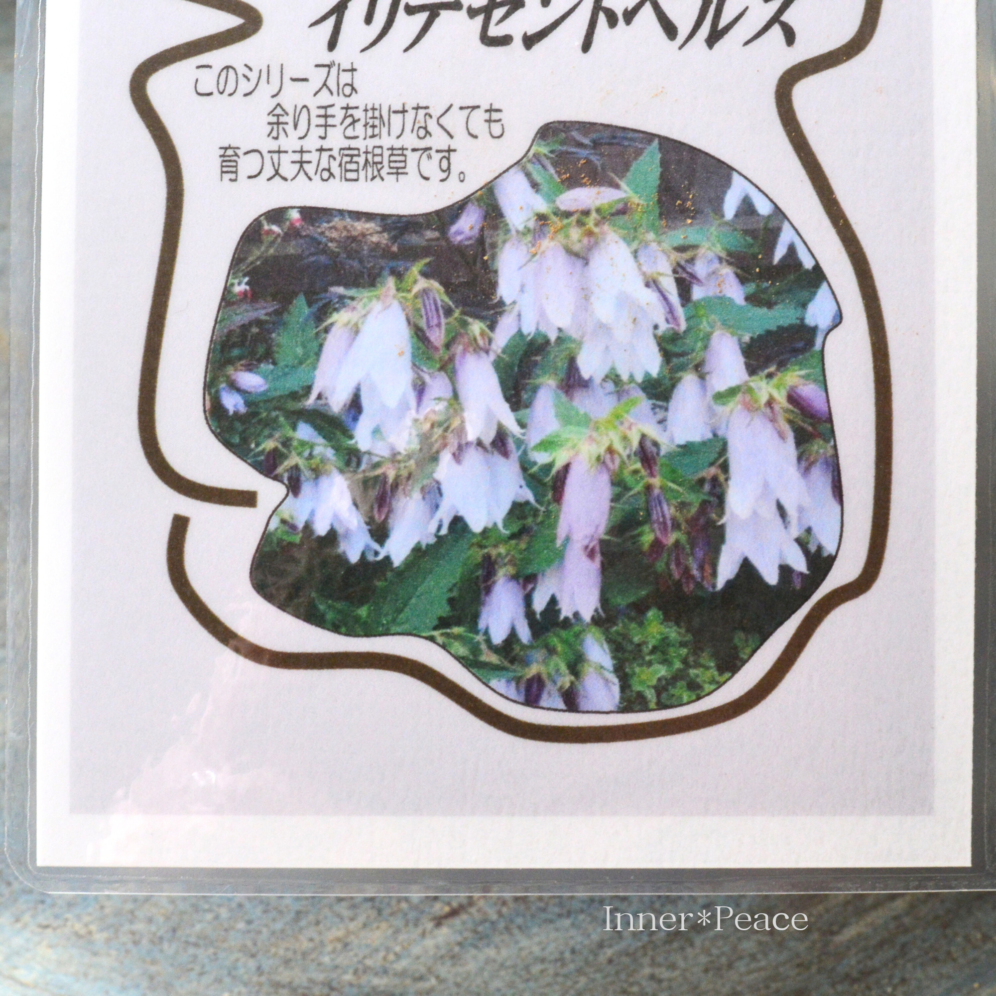 【宿根草】 カンパニュラ　『イリデセントベルズ』　植え込み用　4.5寸ロングPOT