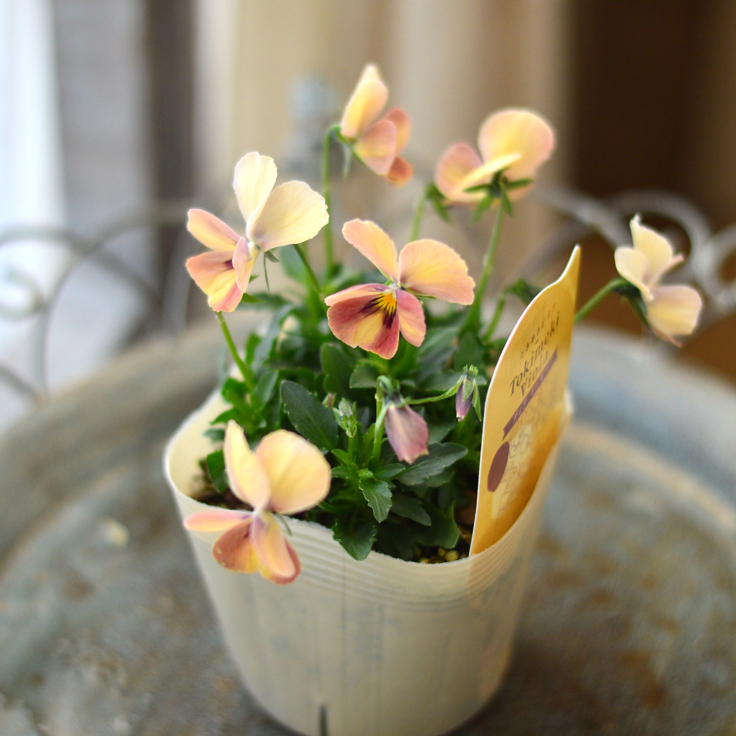 【奥田園芸さん】 ときめきビオラ　『ディアミッキー』　3.5寸POT