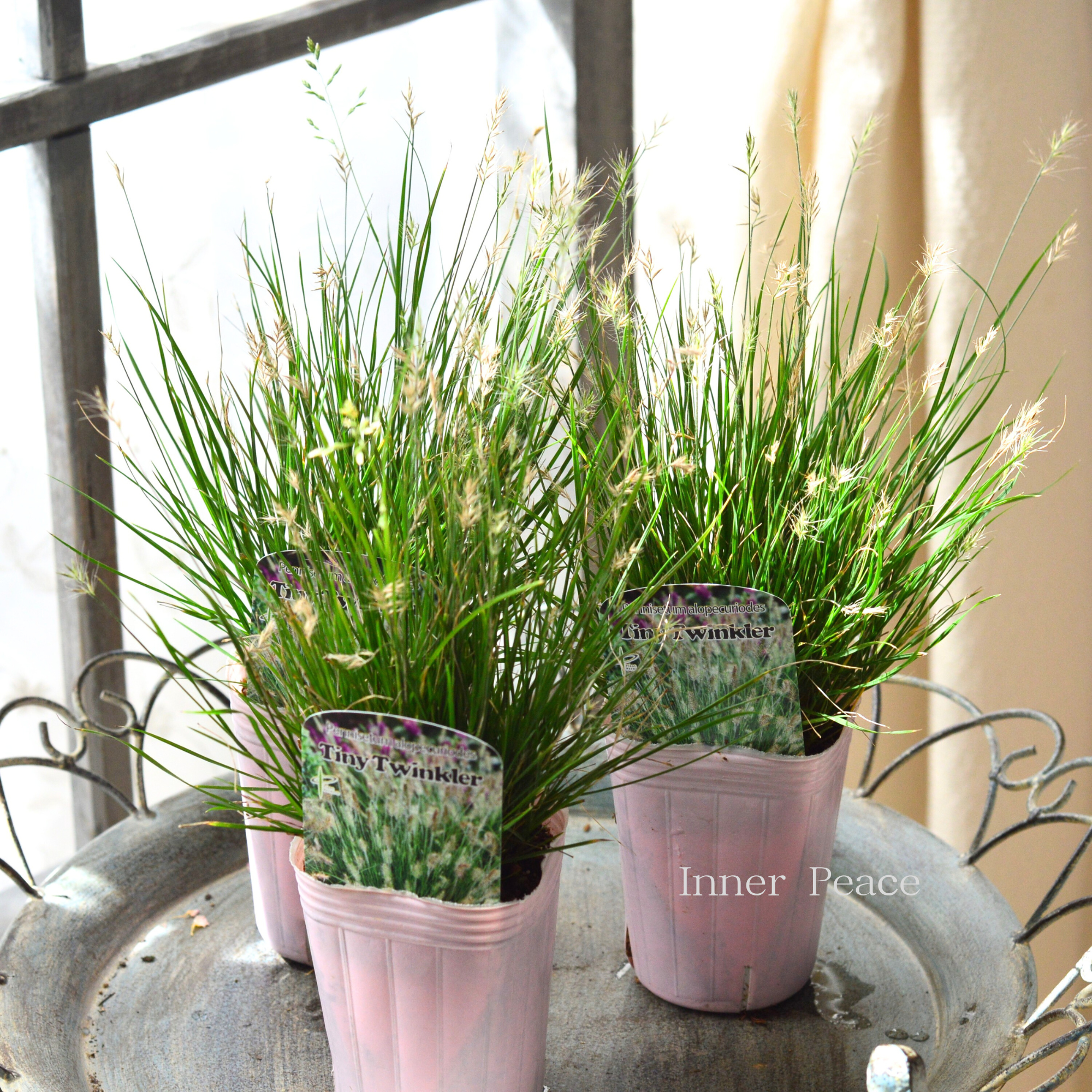 【暑さ寒さに強い】 ペニセタム　『タイニーツインクラー』　 3寸ロングPOT