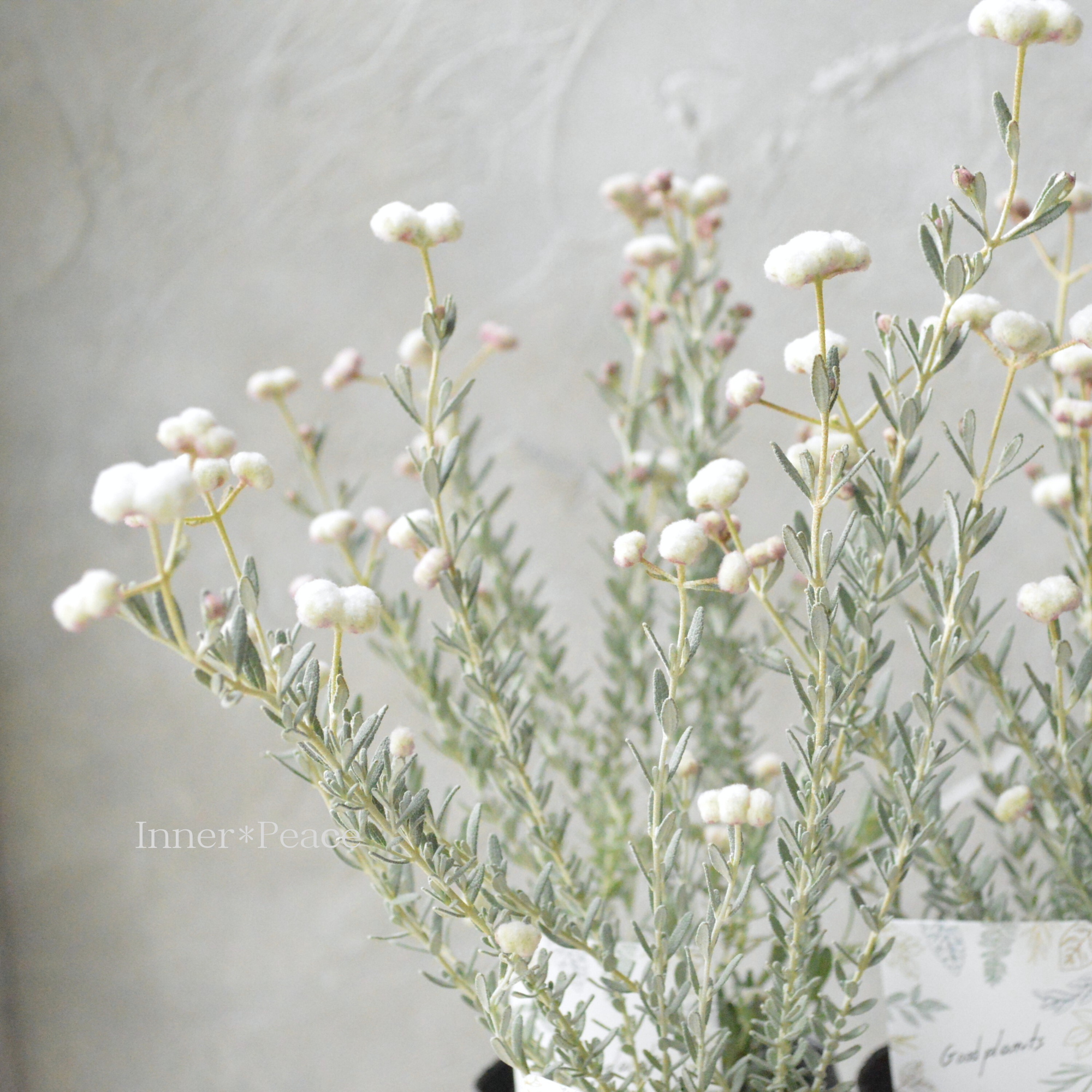 【希少】 ディクラスティリス　『グロビフローラ』　3寸POT