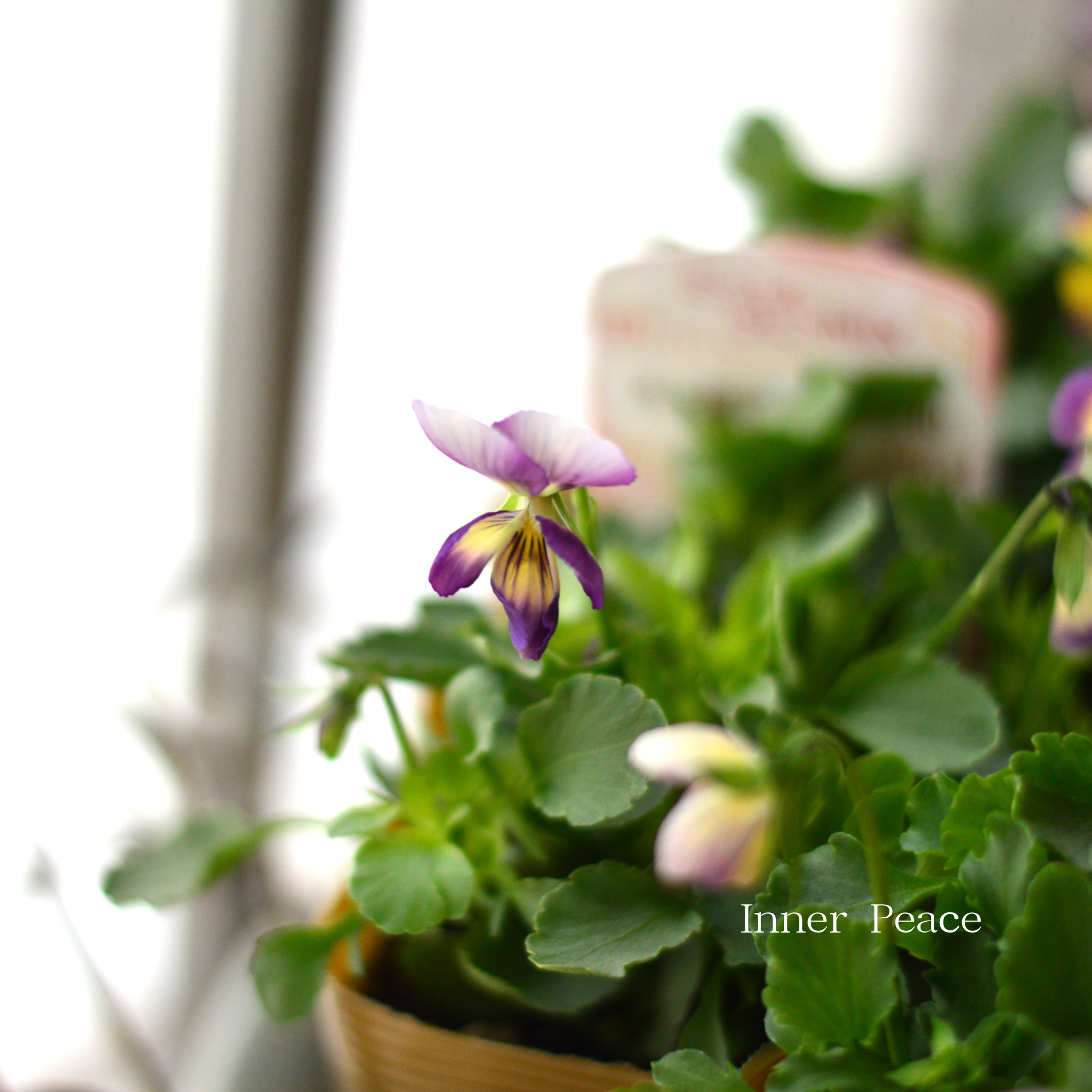 【見元園芸さん×花日和さん】 ビオラ　『ミシェルラビンMIX』　　3.5寸POT