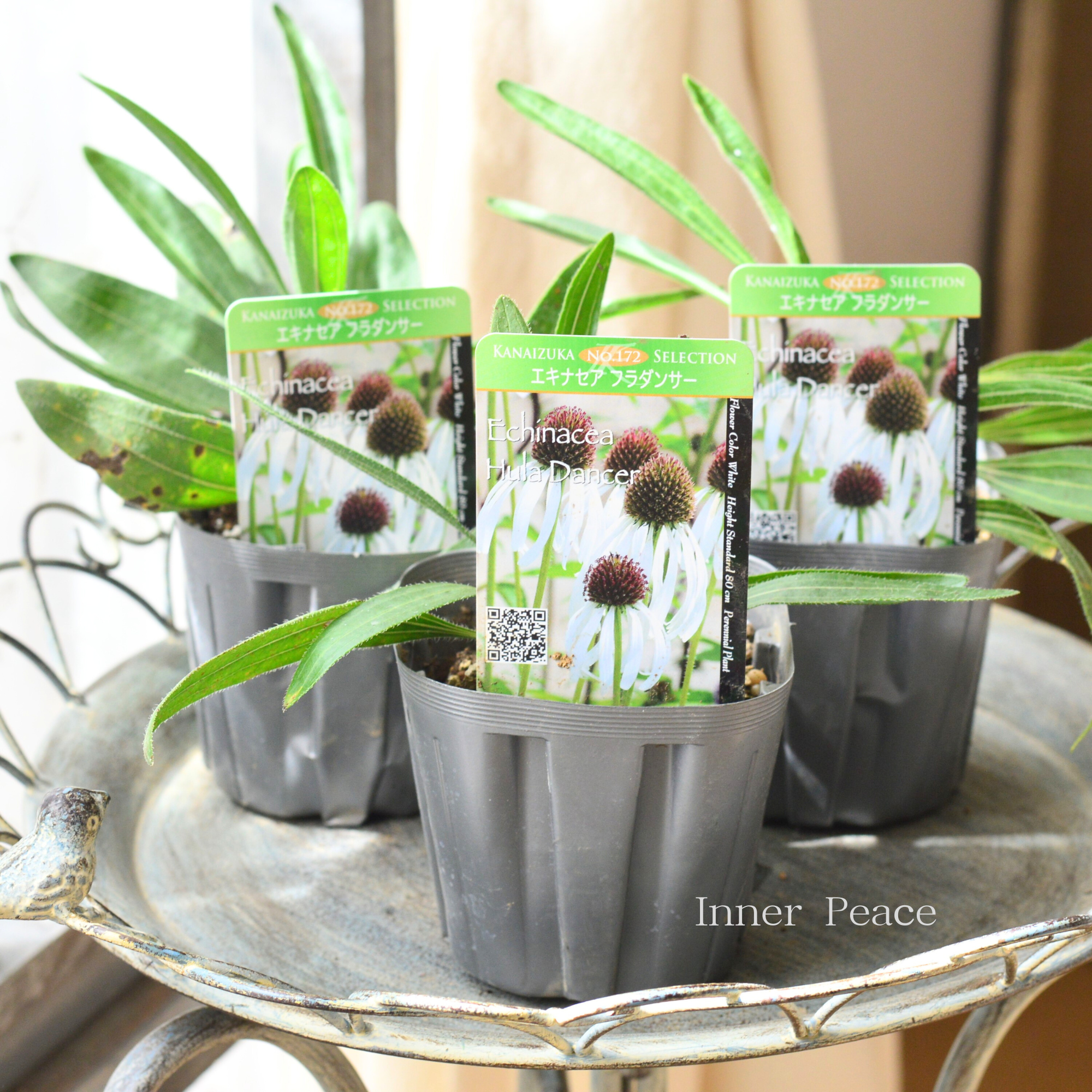 【暑さ寒さに強い】 エキナセア　『パリダ　フラダンサー』植え込み用　  3.5寸POT