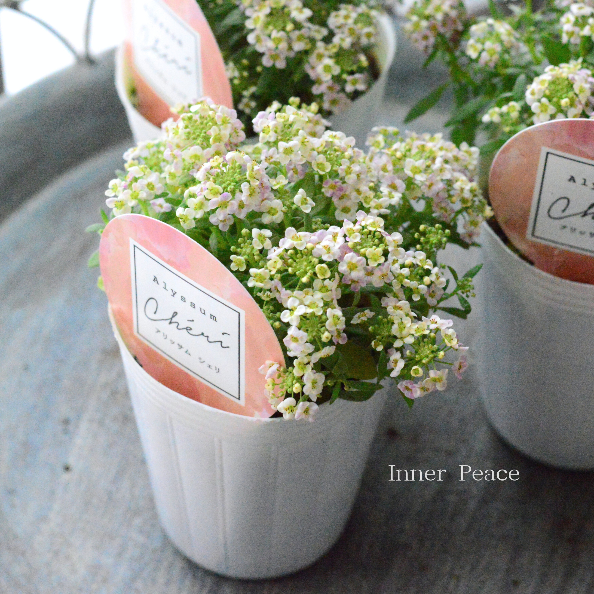 【奥田園芸さんオリジナル】 アリッサム　『シェリ・アプリコット』　3.5寸POT