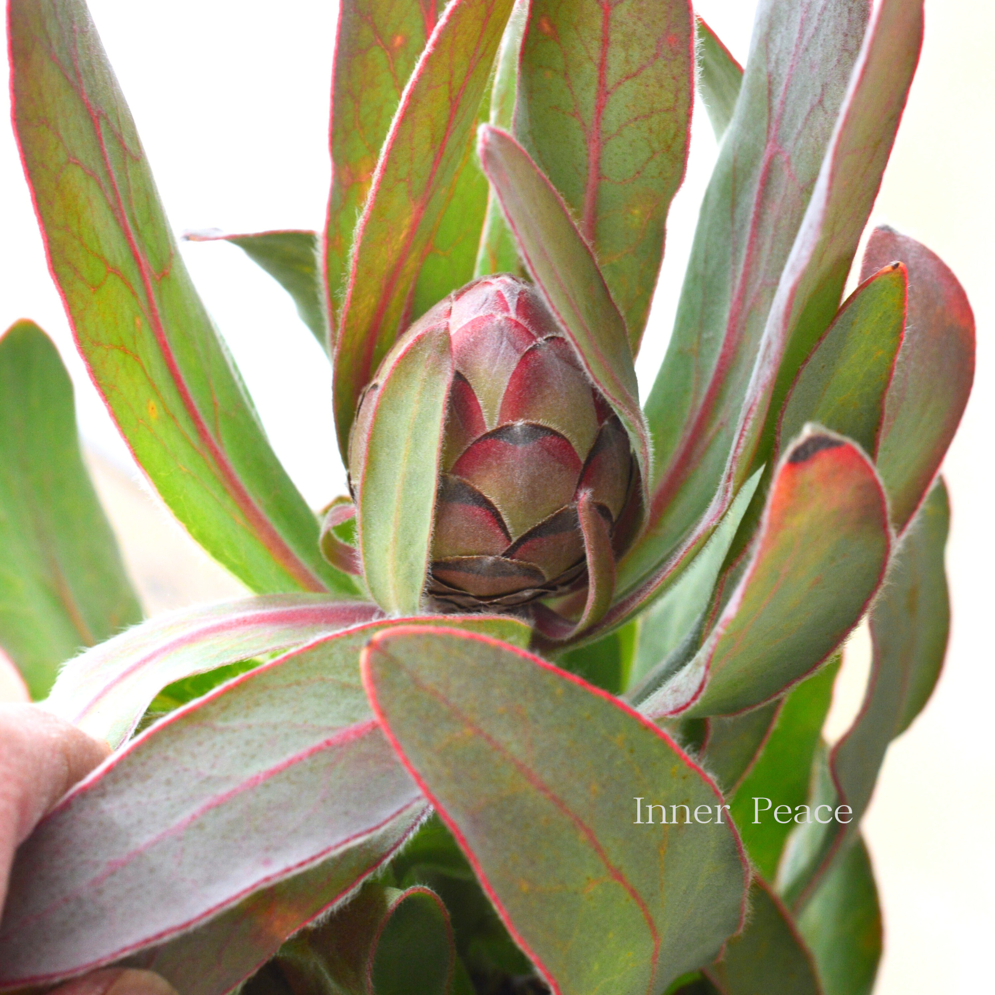 【希少】 限定１鉢！　プロテア　『シルビア』　　７号鉢