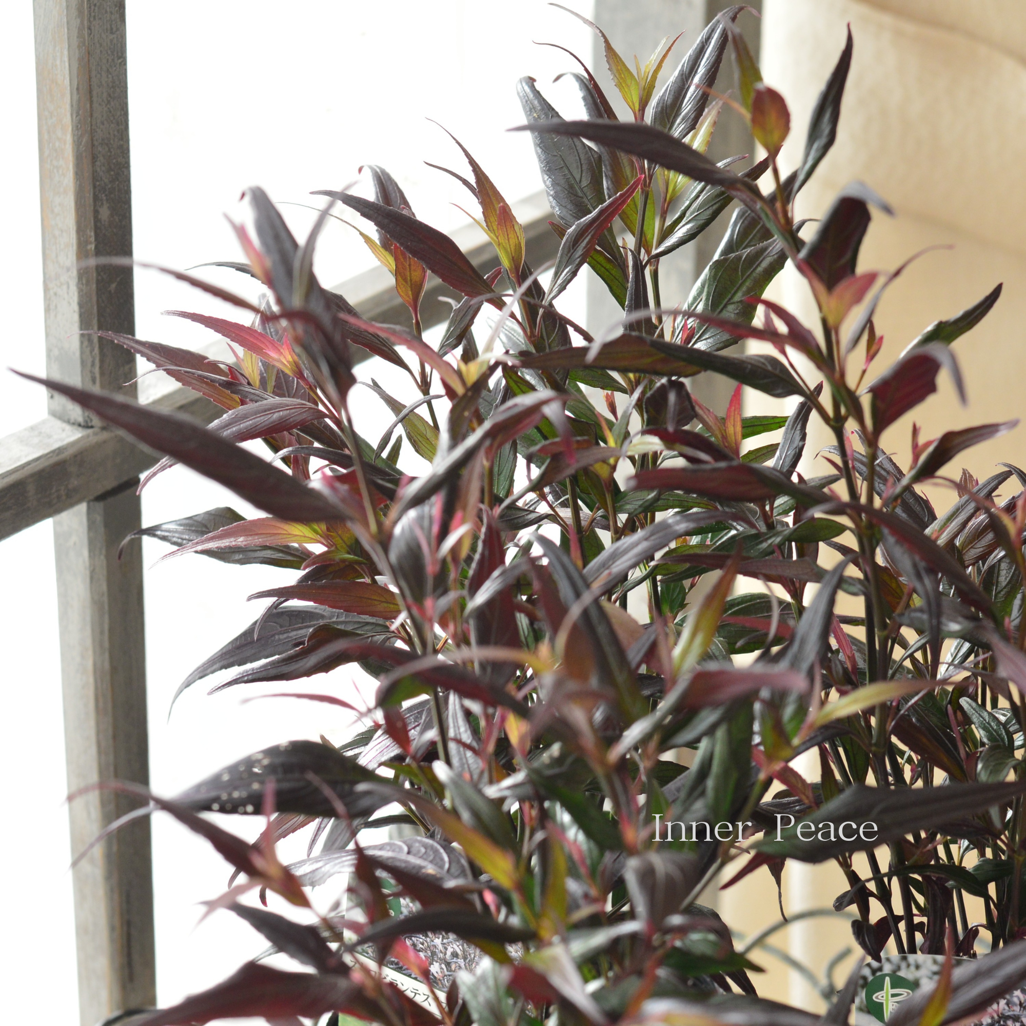 【オシャレ】 ストロビランテス　『ブルネッティー』　3寸POT