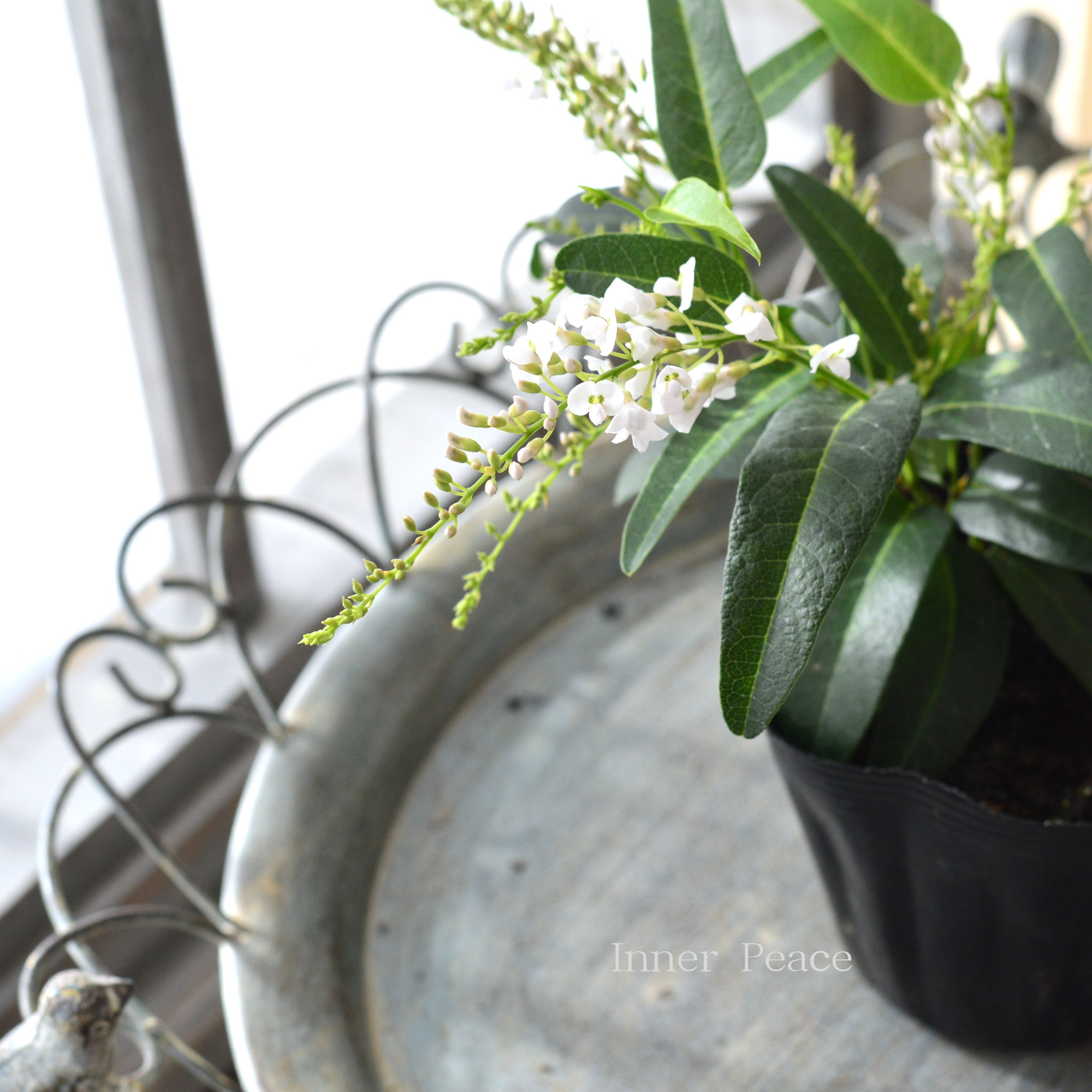 美しい】 ハーデンベルギア 『ホワイト』 3.5寸POT