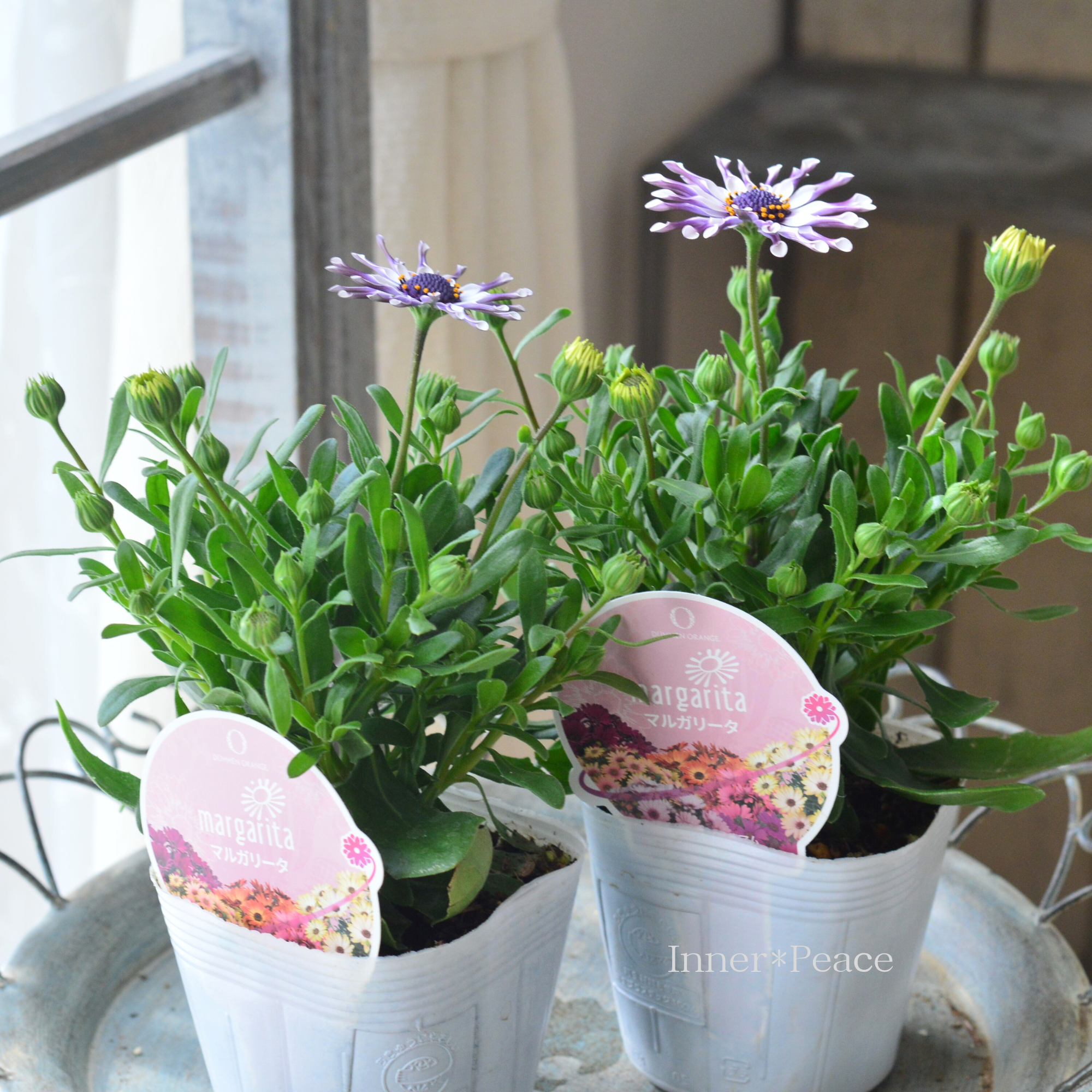 【スプーン咲き】 オステオスペルマム　『マルガリータ・ホワイト系』   3.5寸POT