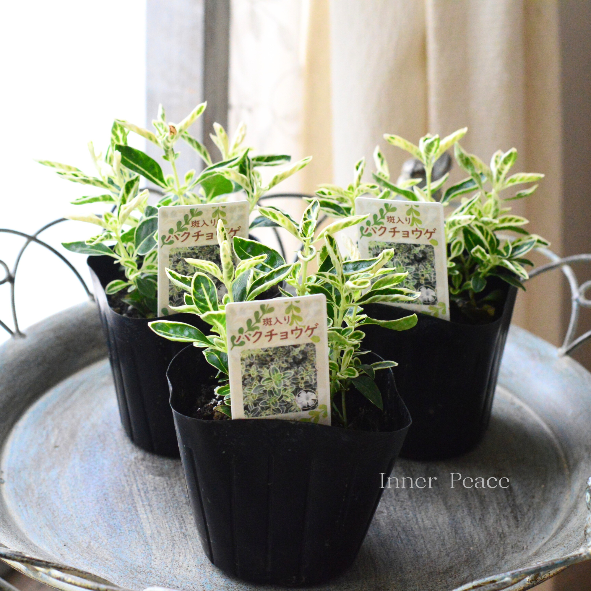 【寄せ植えに】　斑入りハクチョウゲ　　3寸POT