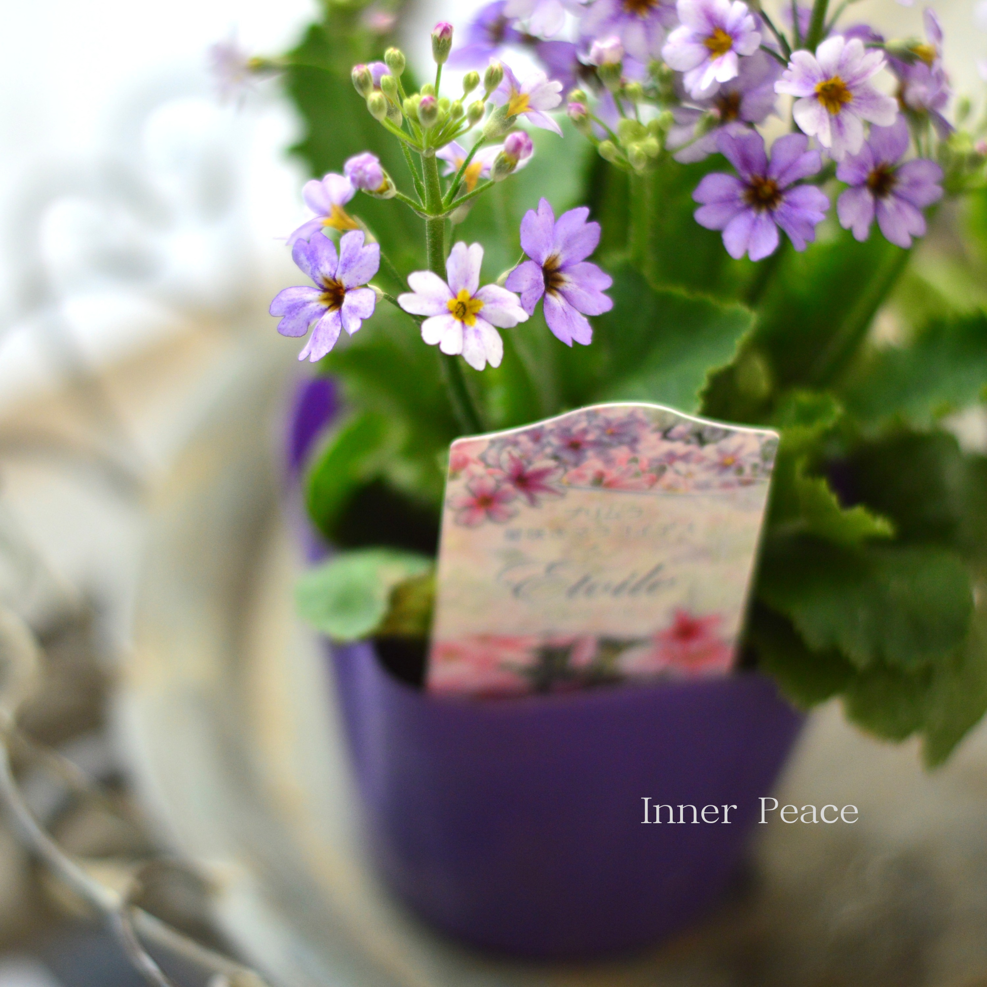 【星咲き】 プリムラ マラコイデス 『エトワール・薄パープル系』　　3.5寸POT