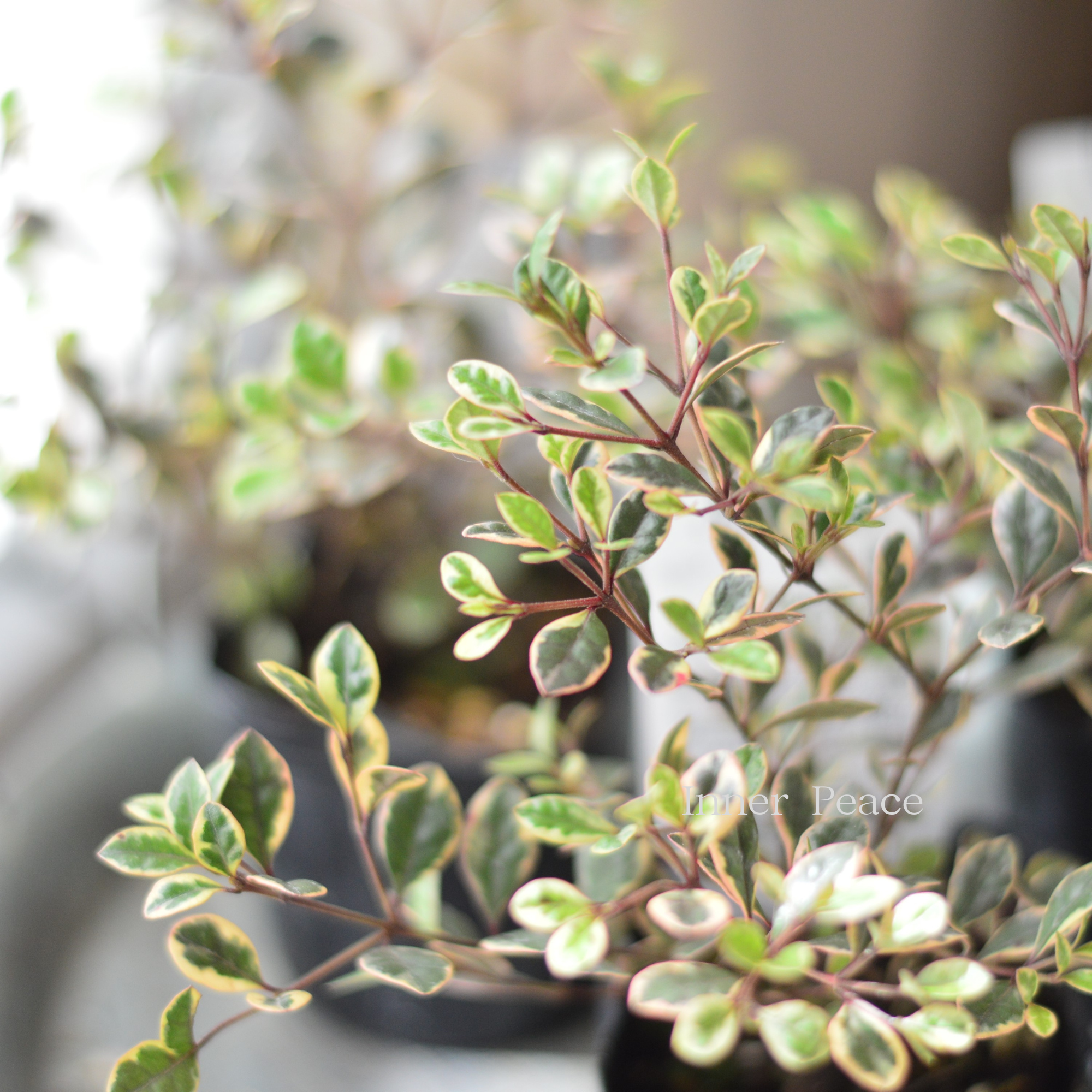 【寄せ植えに】 ロフォミルタス　『マジックドラゴン』　　3寸POT