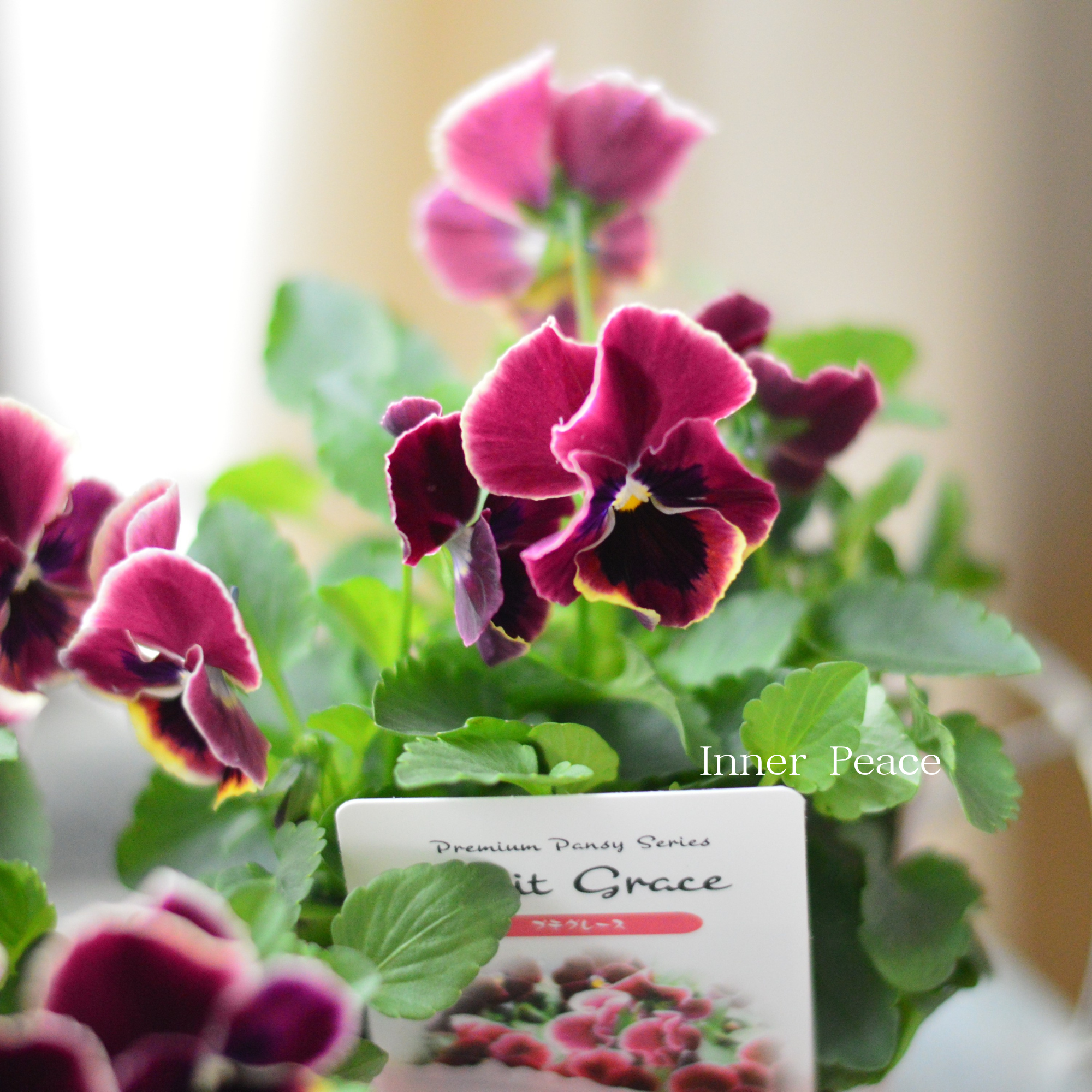 【かわいい】 パンジー　『わらく・プチグレース』　　3.5寸POT