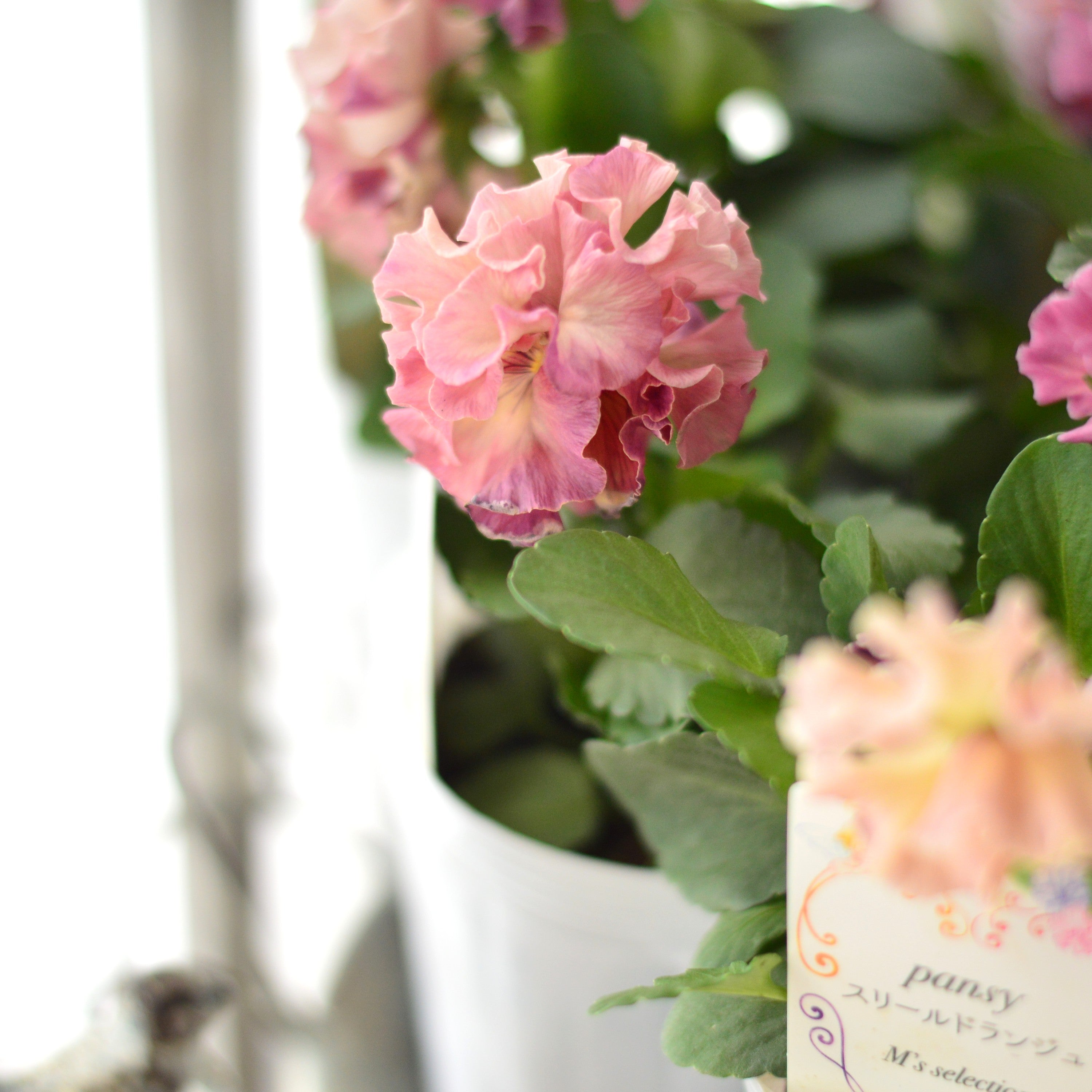 【松原園芸さん】 パンジー　『スリールドランジュ・ピンク系』　　3寸POT