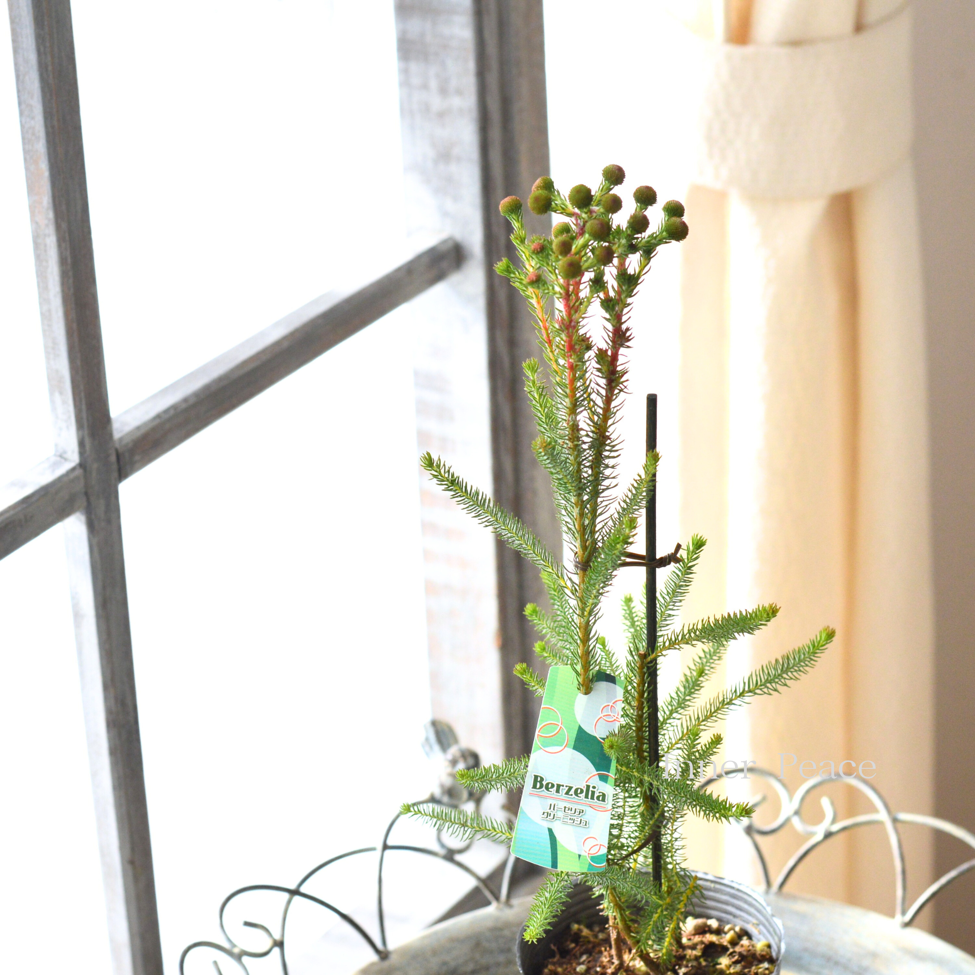 【個性的】 バーゼリア（ベルゼリア）　『グリーニッシュ』　      3寸POT