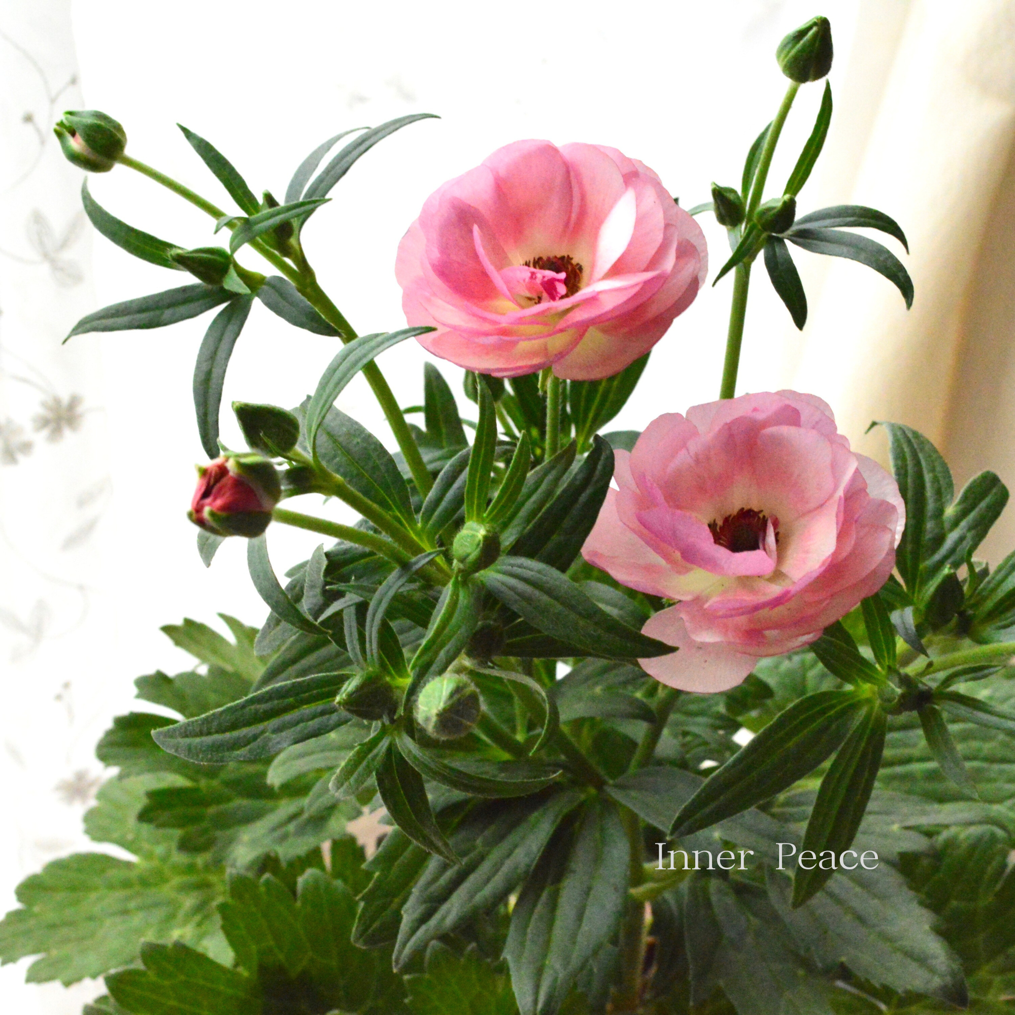 美しい】 ラナンキュラス・ラックス 『ヴィーナス』 4寸POT