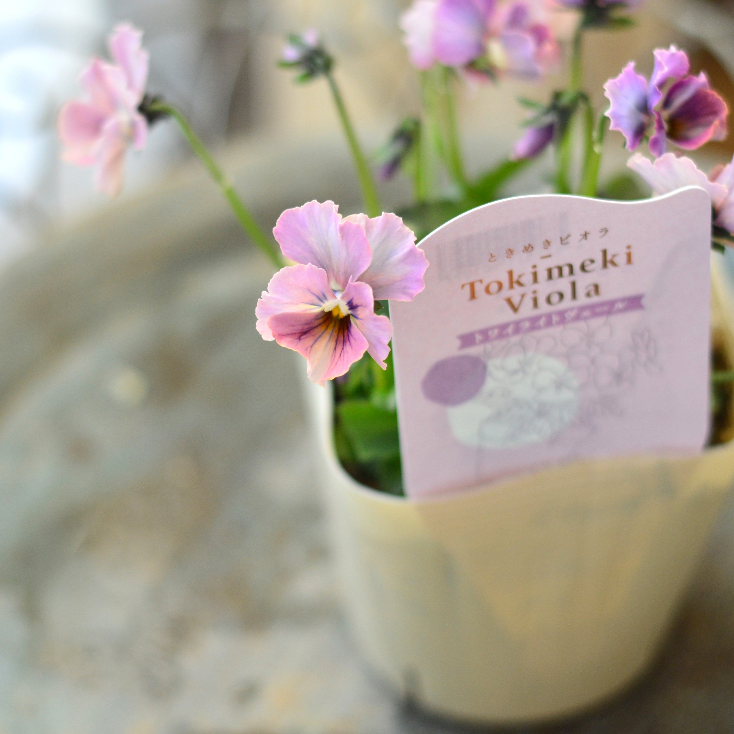 【希少】 ときめきビオラ　『トワイライトヴェール』　3.5寸POT