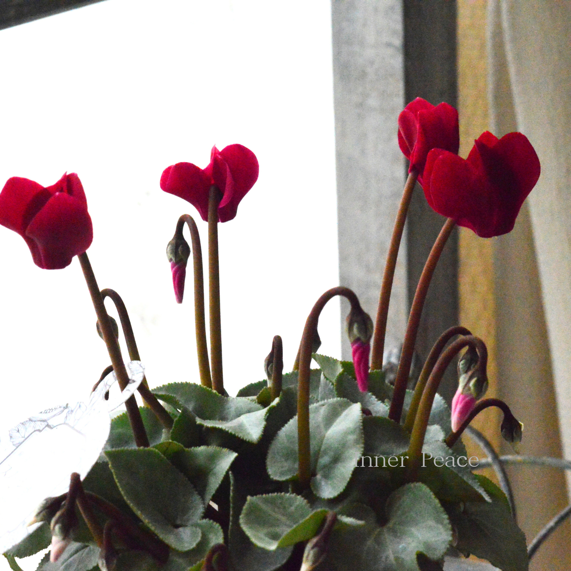 【オシャレ】 ミニシクラメン　『スノーショコラ』　 3寸ロングPOT