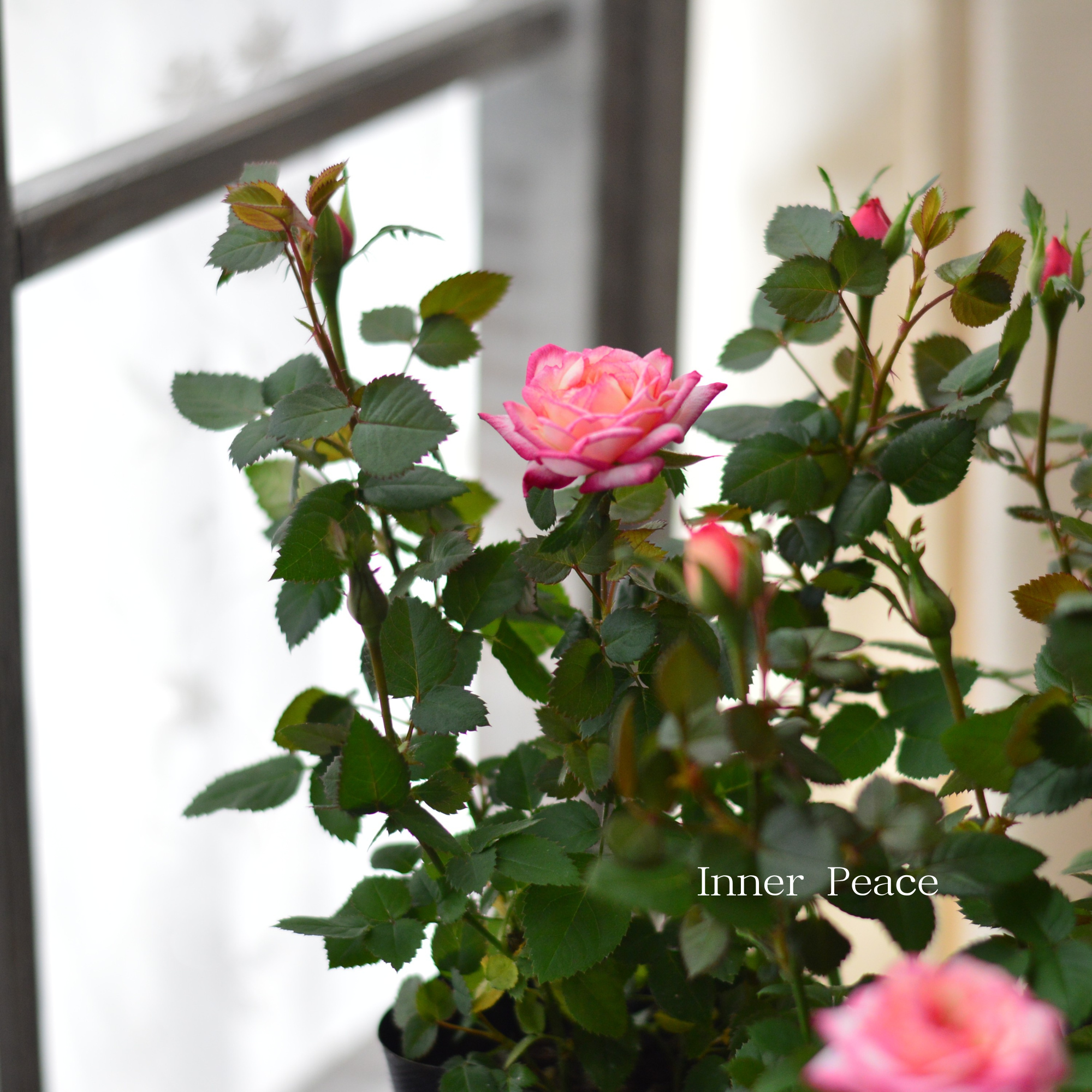 【分割できる】 ミニ薔薇  『コルダナ・ハーレクイン』  3寸POT