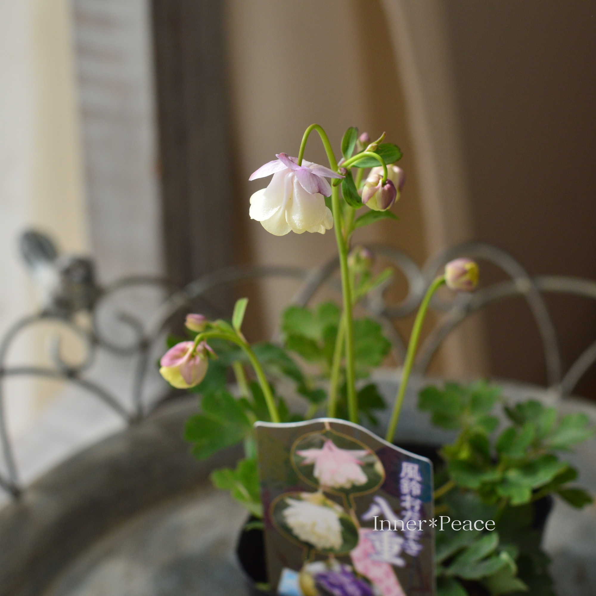 風鈴オダマキ 『ピンク×ホワイト系』　3寸POT