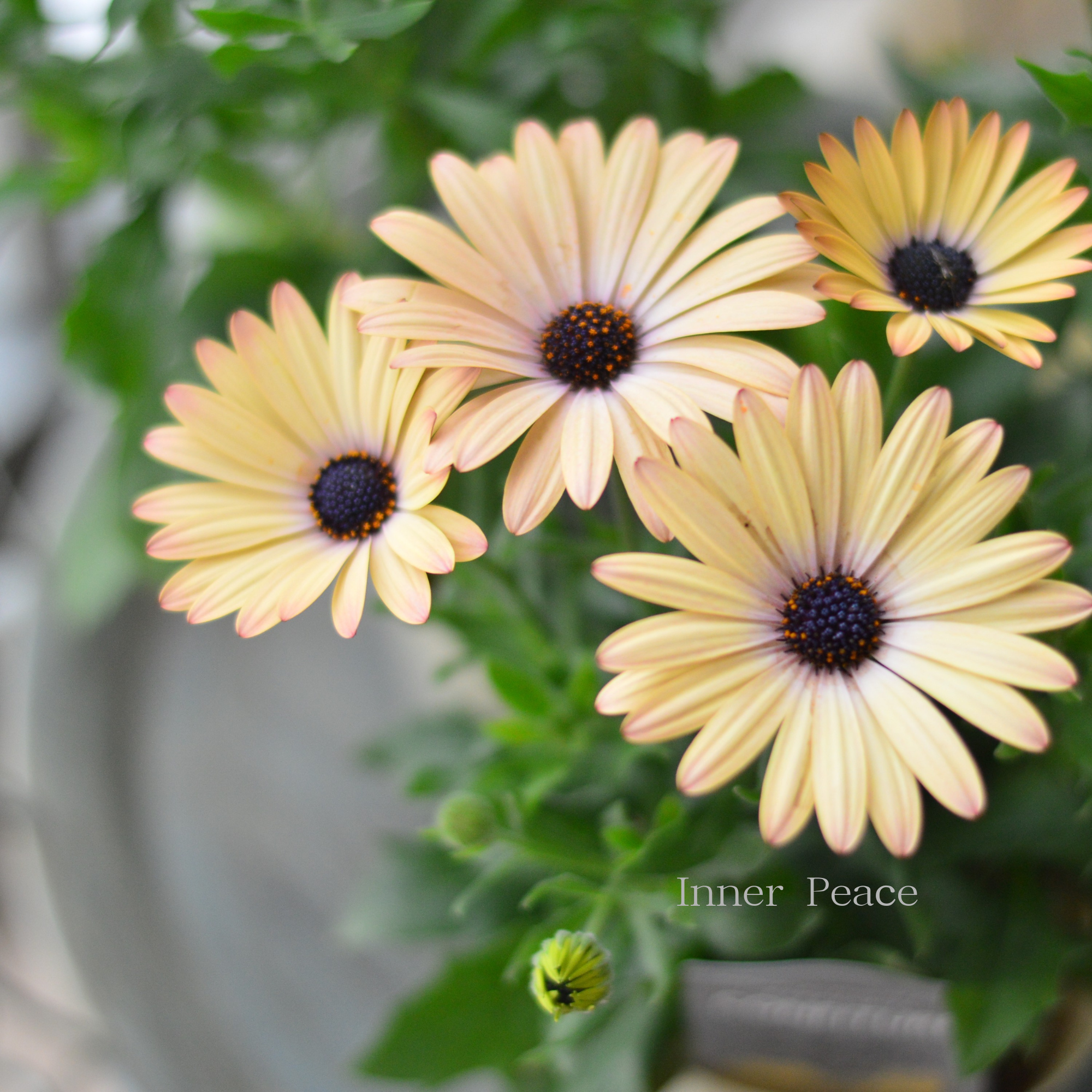 【マツバラフラワーファームさん】 オステオスペルマム　『コンフィチュール・ピーチ』  3寸ロングPOT